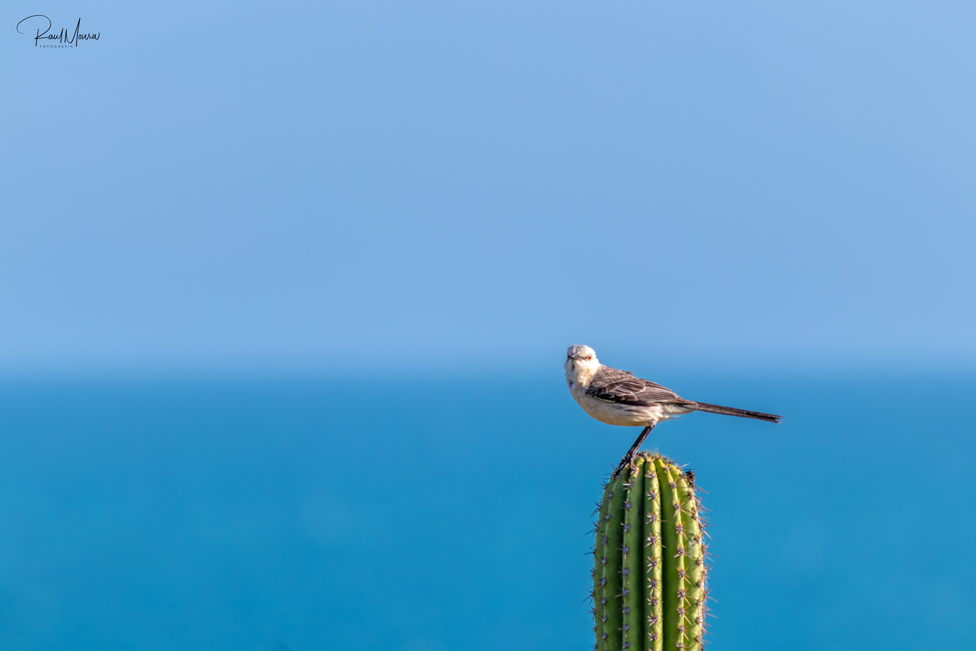 Passarinho pousado no cacto em frente ao mar.