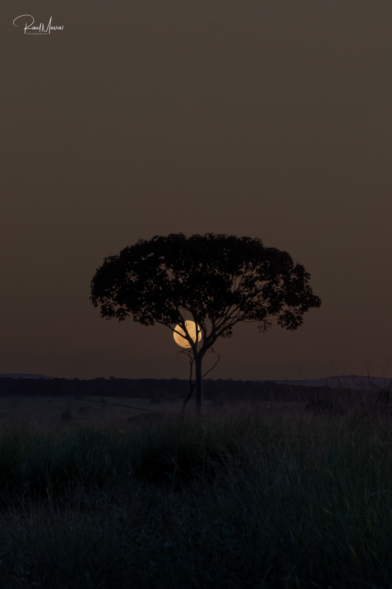 A árvore e a lua.