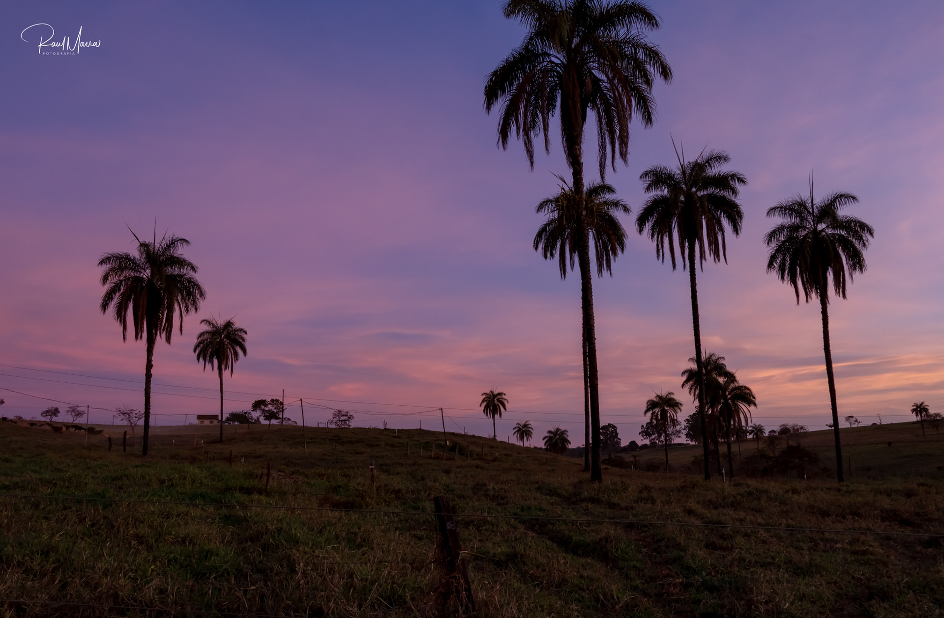 Palmeiras no campo com o crepúsculo - 05.