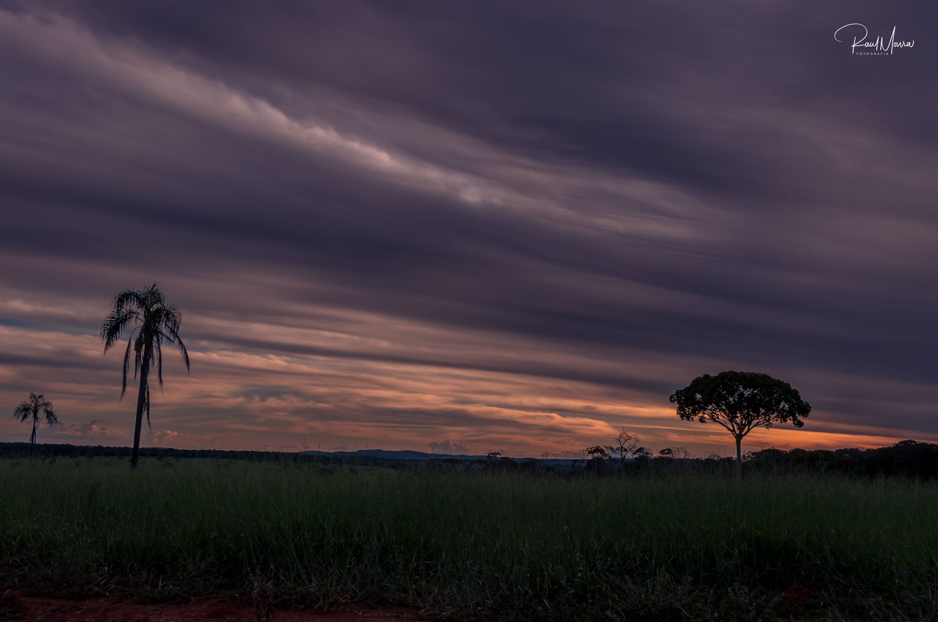 Árvores no campo ao anoitecer.