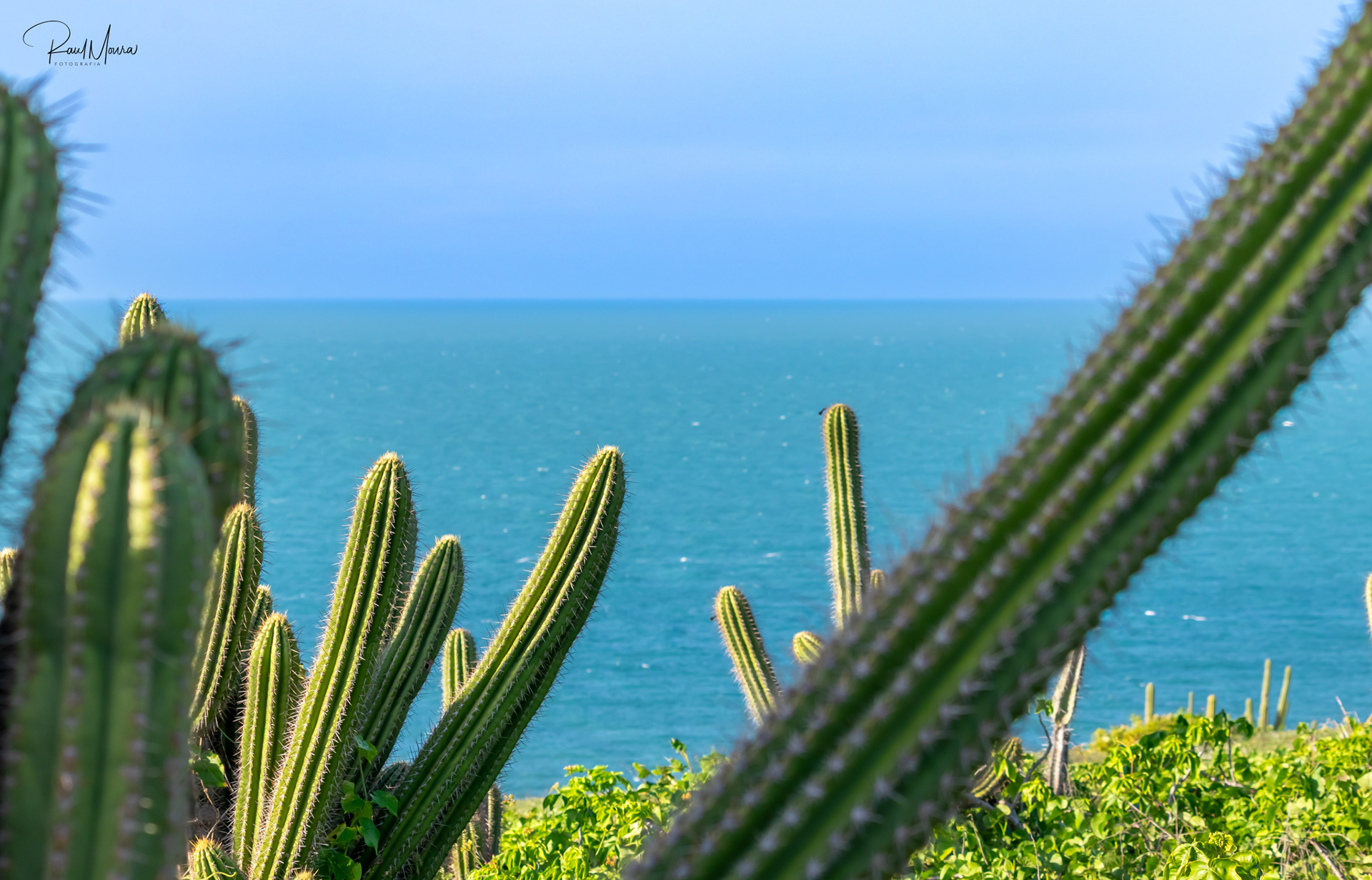 Cactos em frente ao mar.