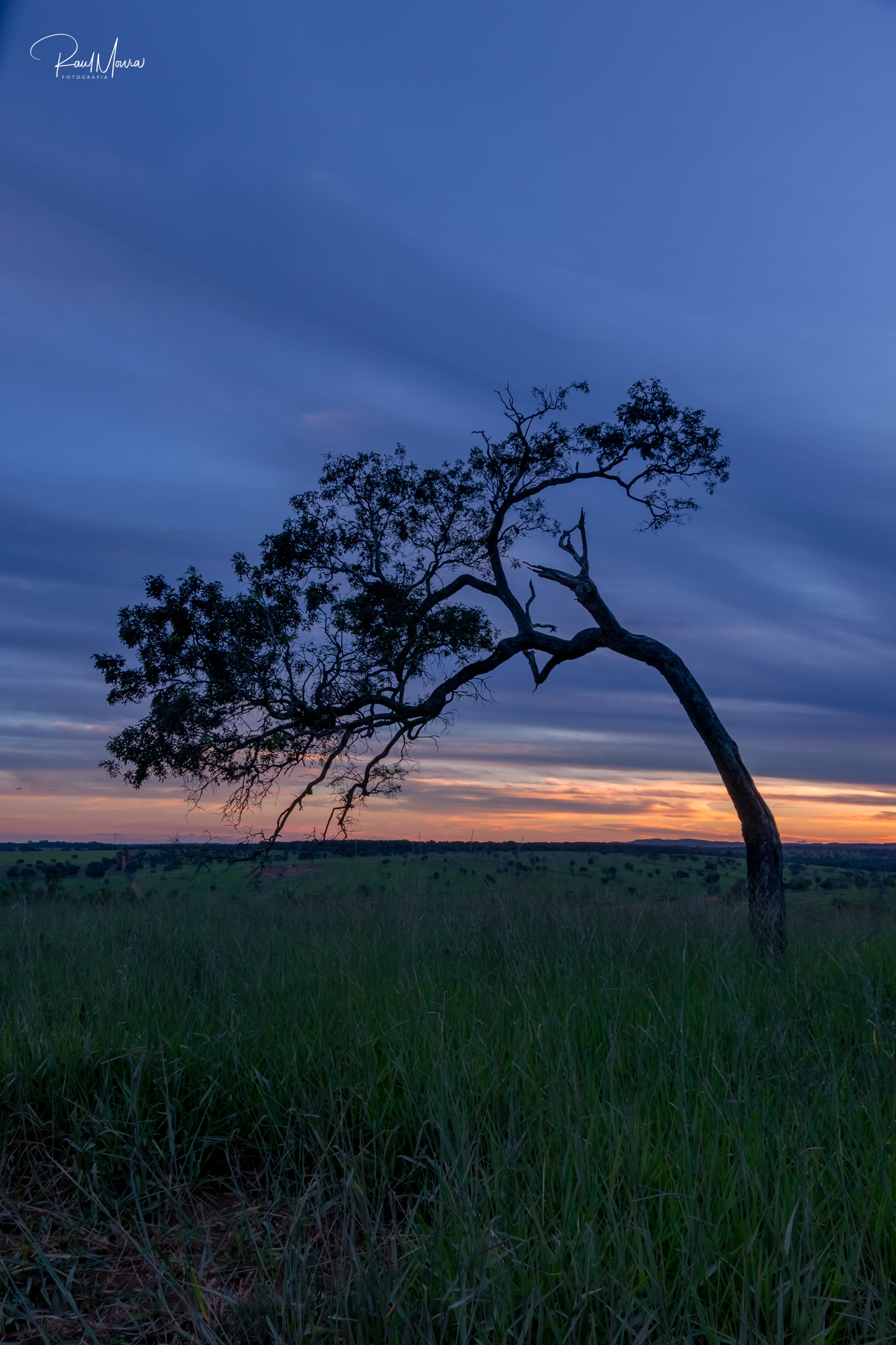 Árvore no campo ao anoitecer.
