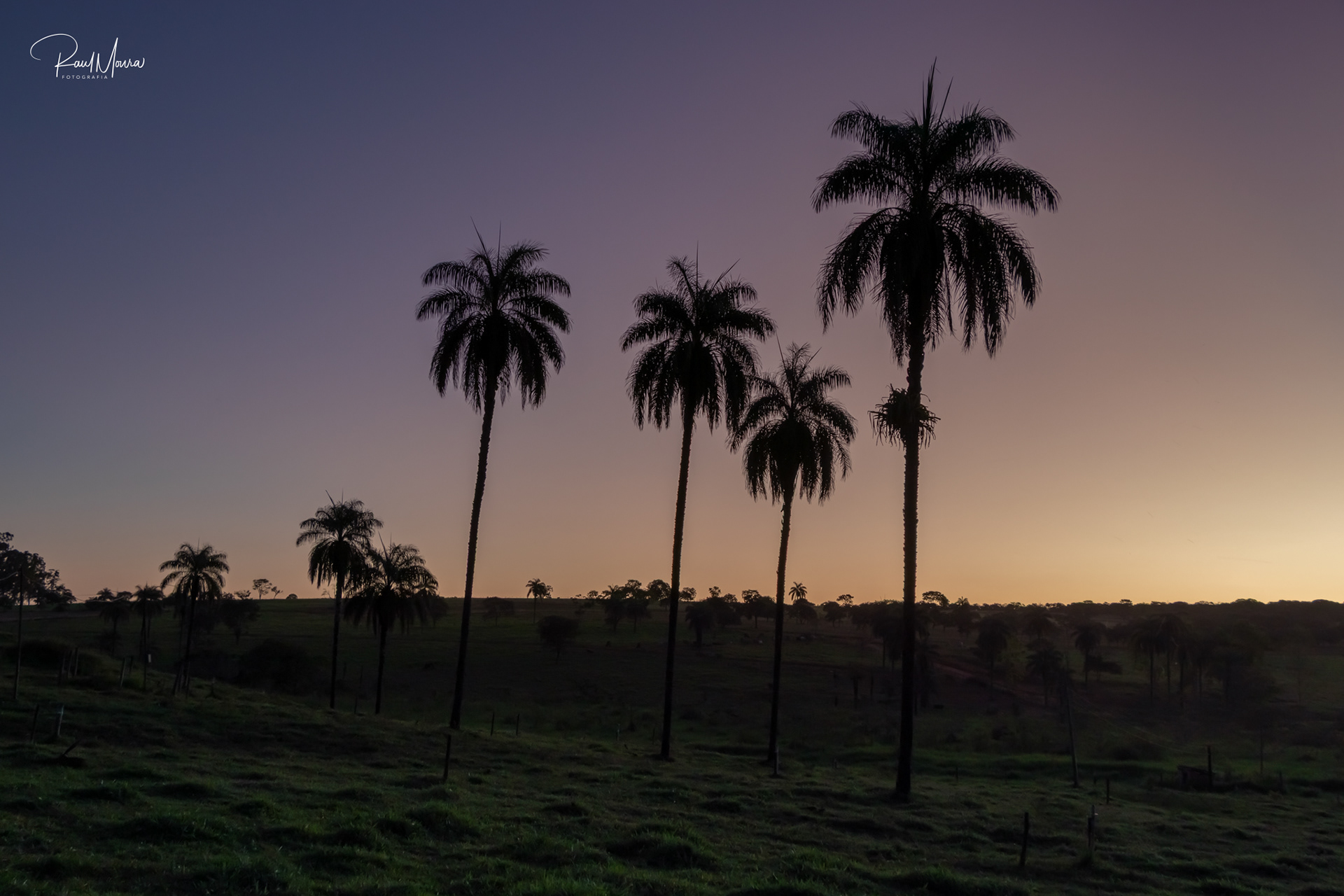 Palmeiras no campo com o crepúsculo - 07.