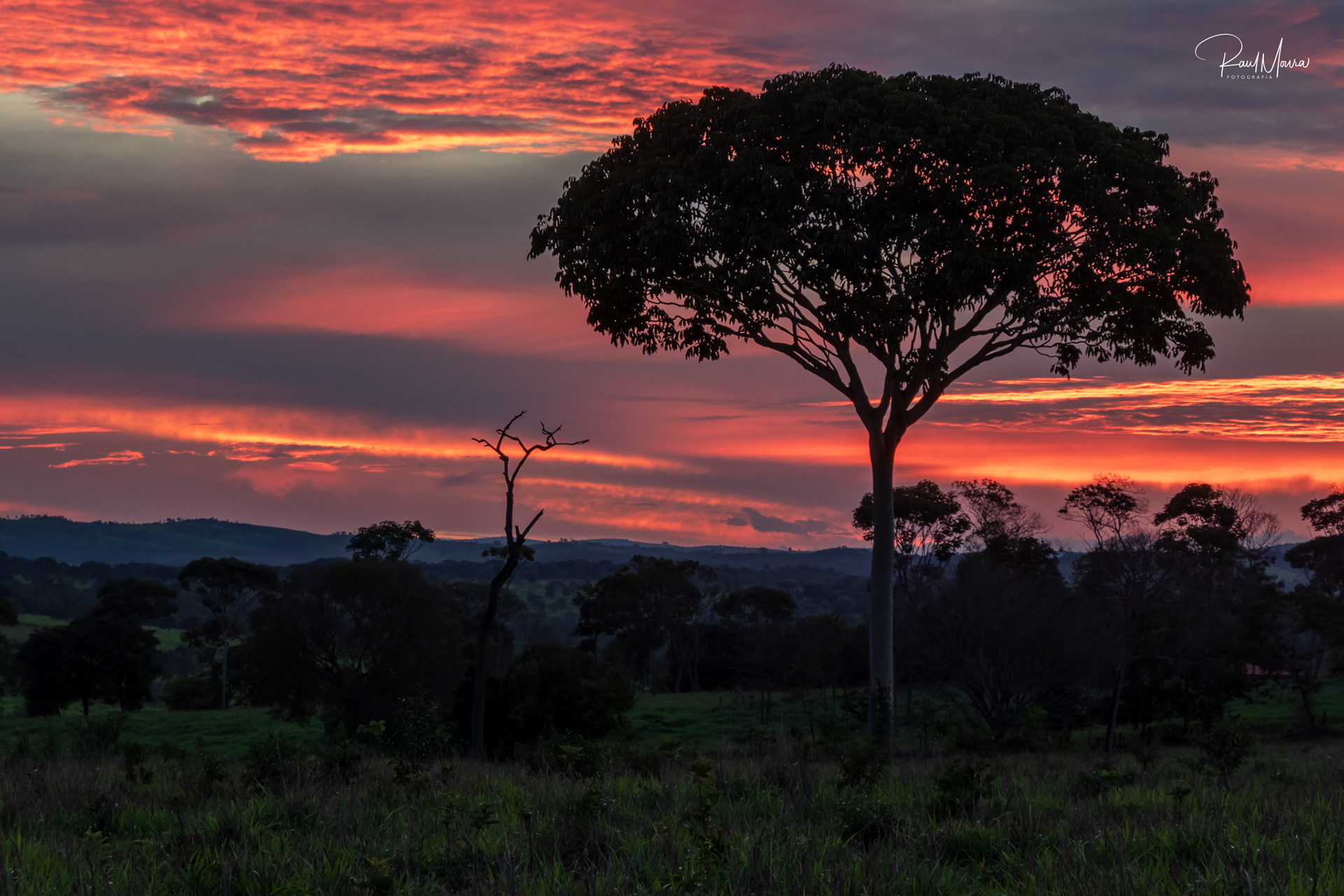Árvore com o crepúsculo no campo.