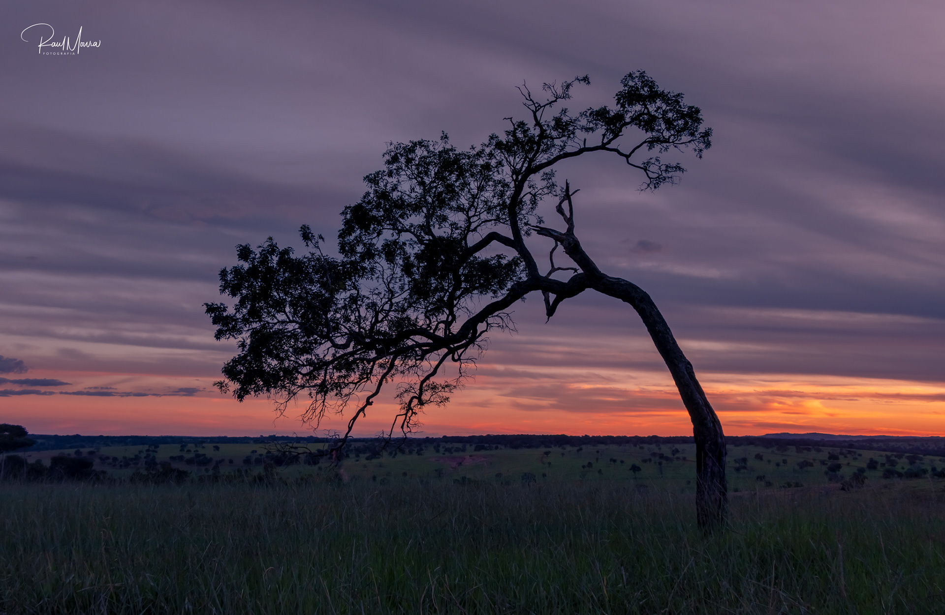Árvore no campo ao anoitecer - 02.