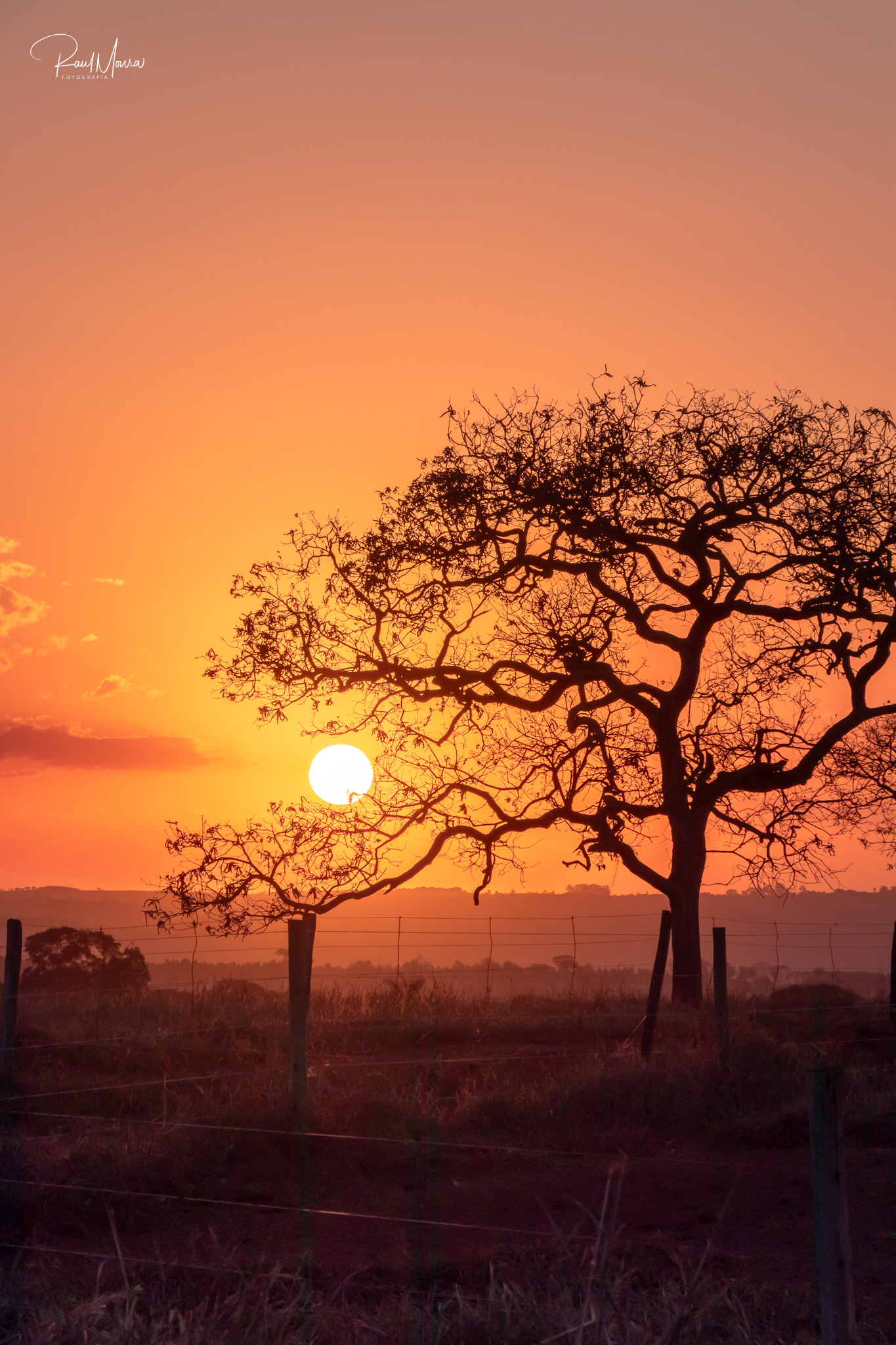 Árvore com o pôr do sol no campo - 03.