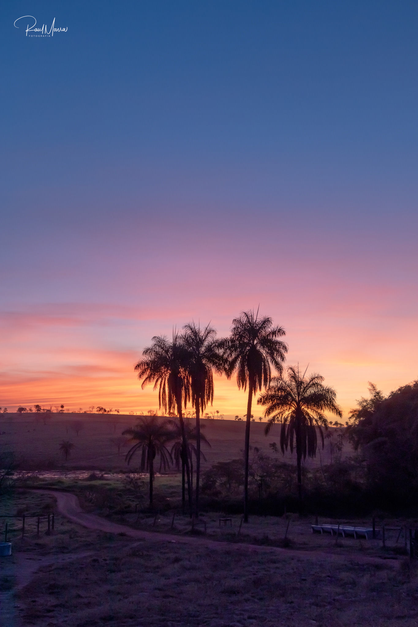 Palmeiras no campo com o crepúsculo - 07.