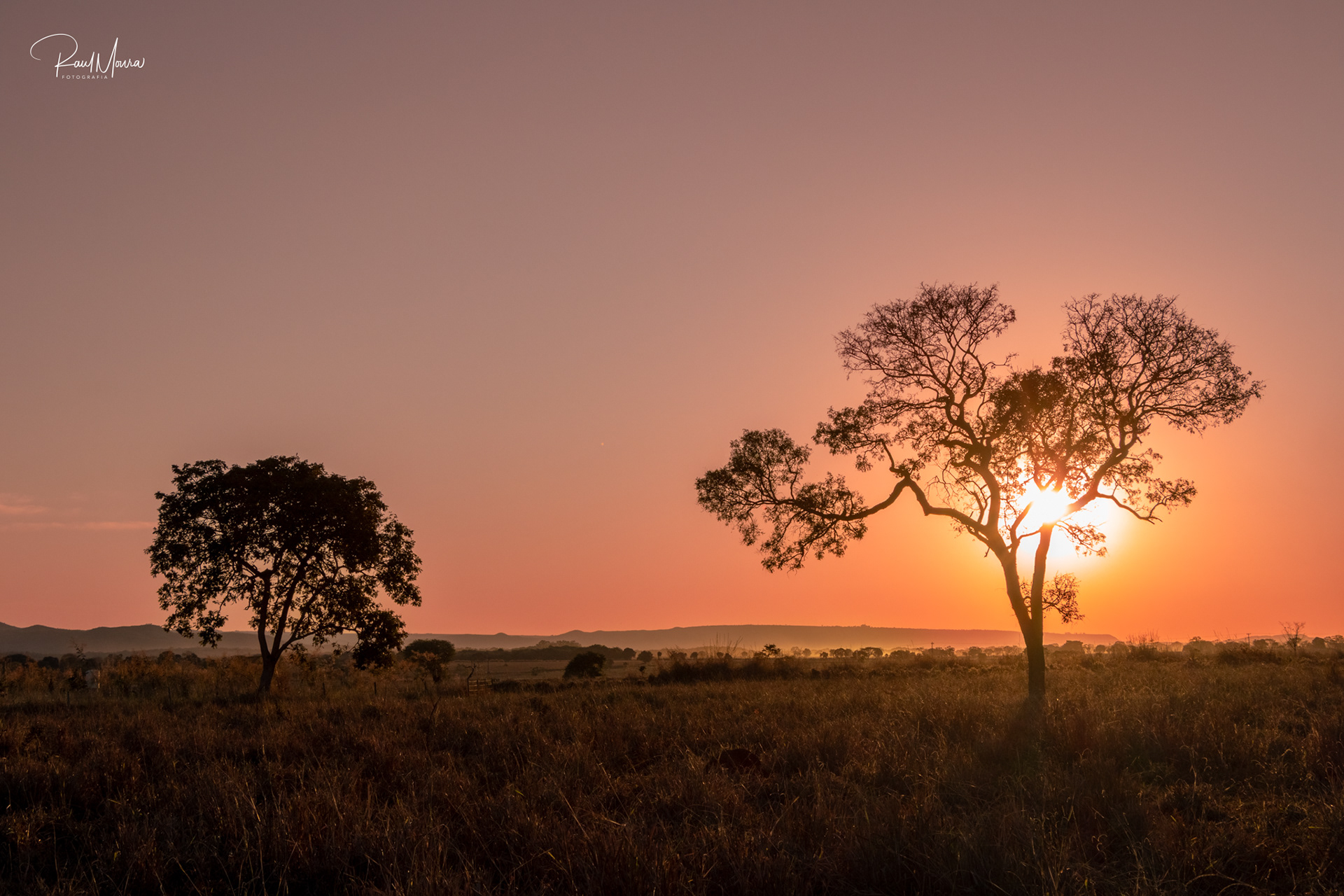 Pôr do sol no campo atrás da árvore.