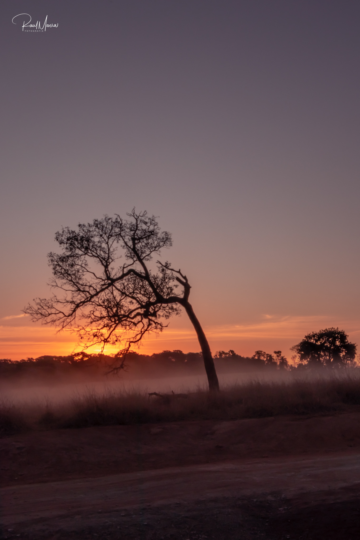 Árvore com o pôr do sol no campo.