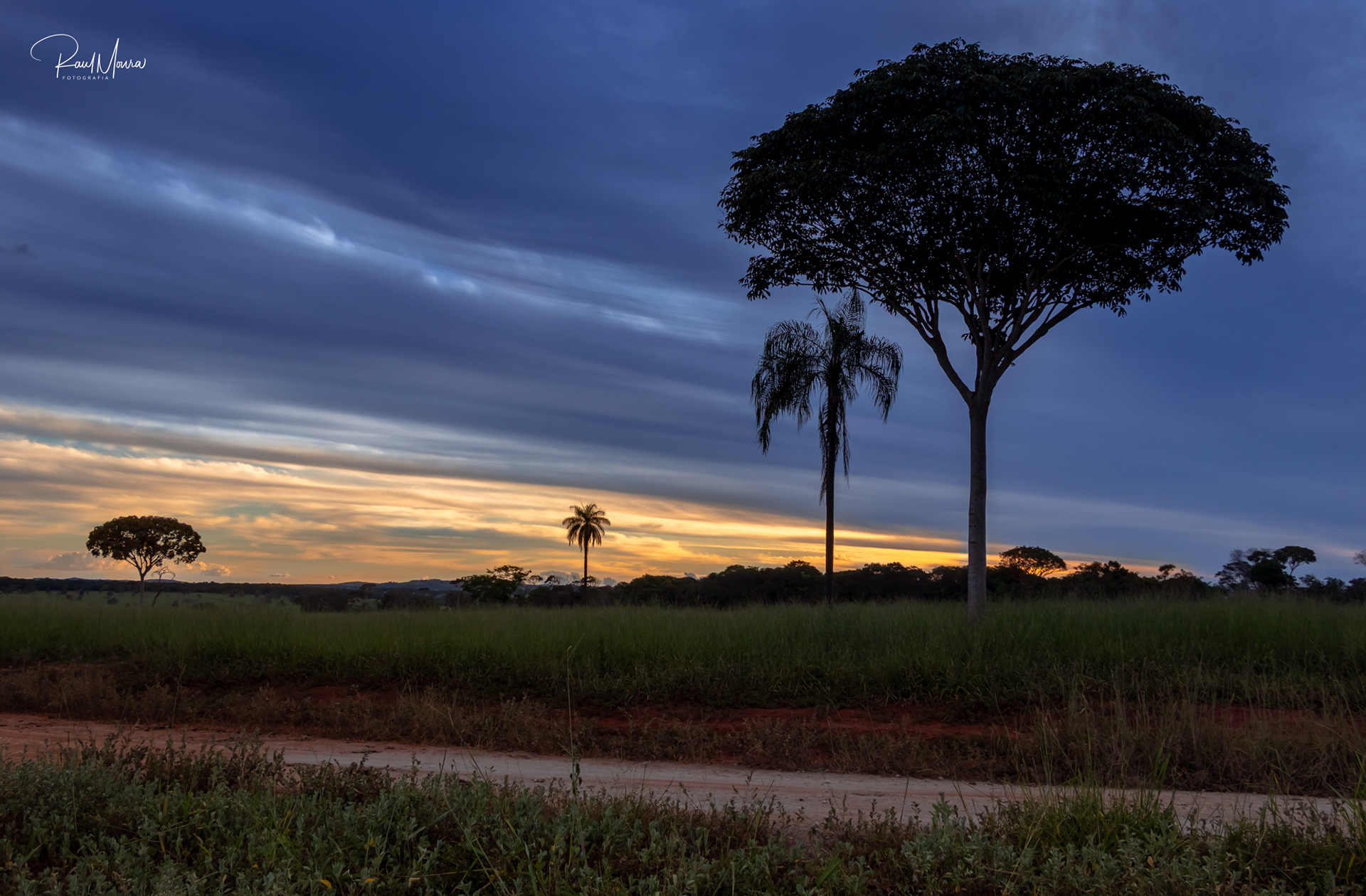 Árvores no campo no fim de tarde,