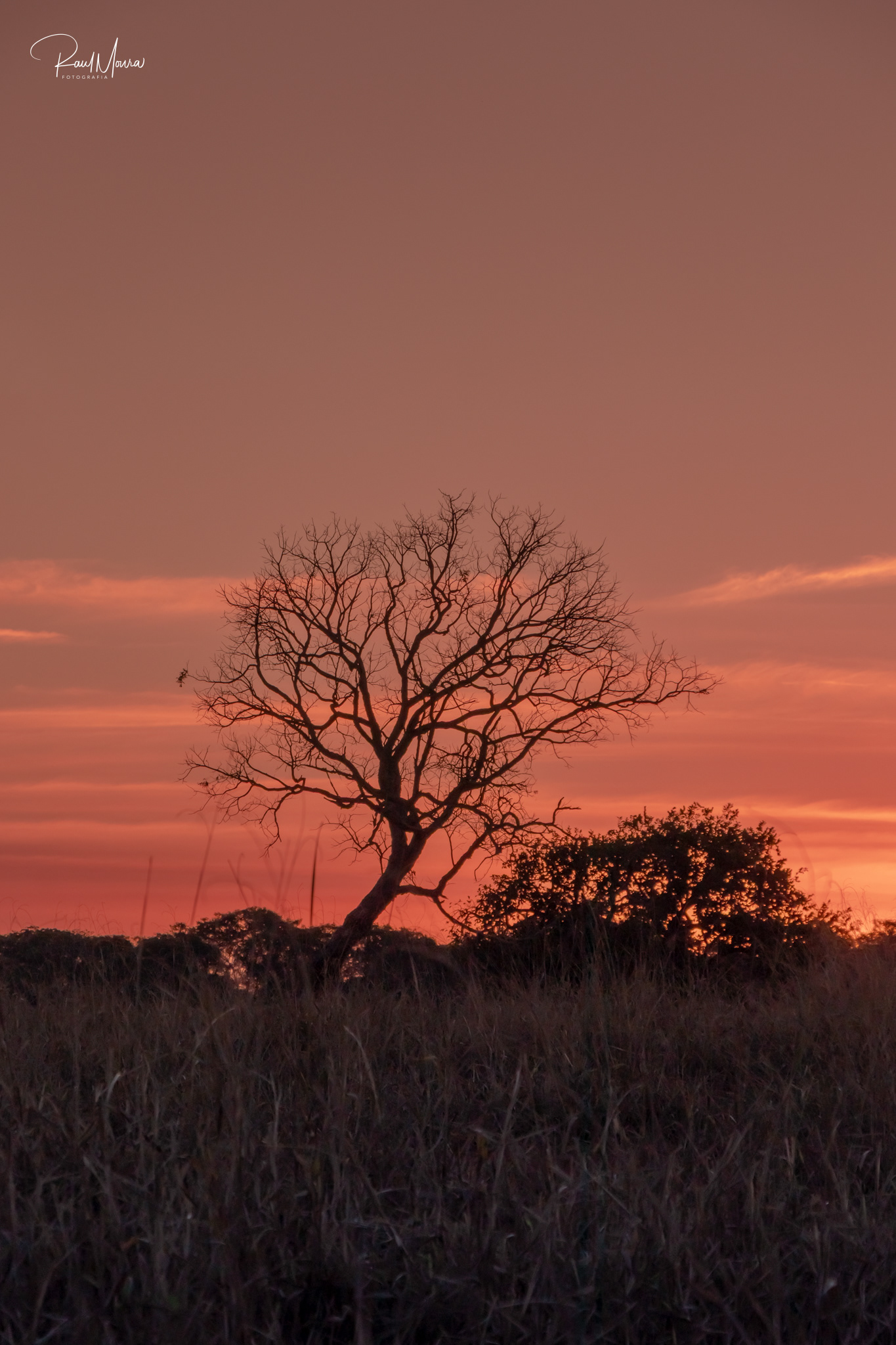 Silhueta das árvores no cerrado.