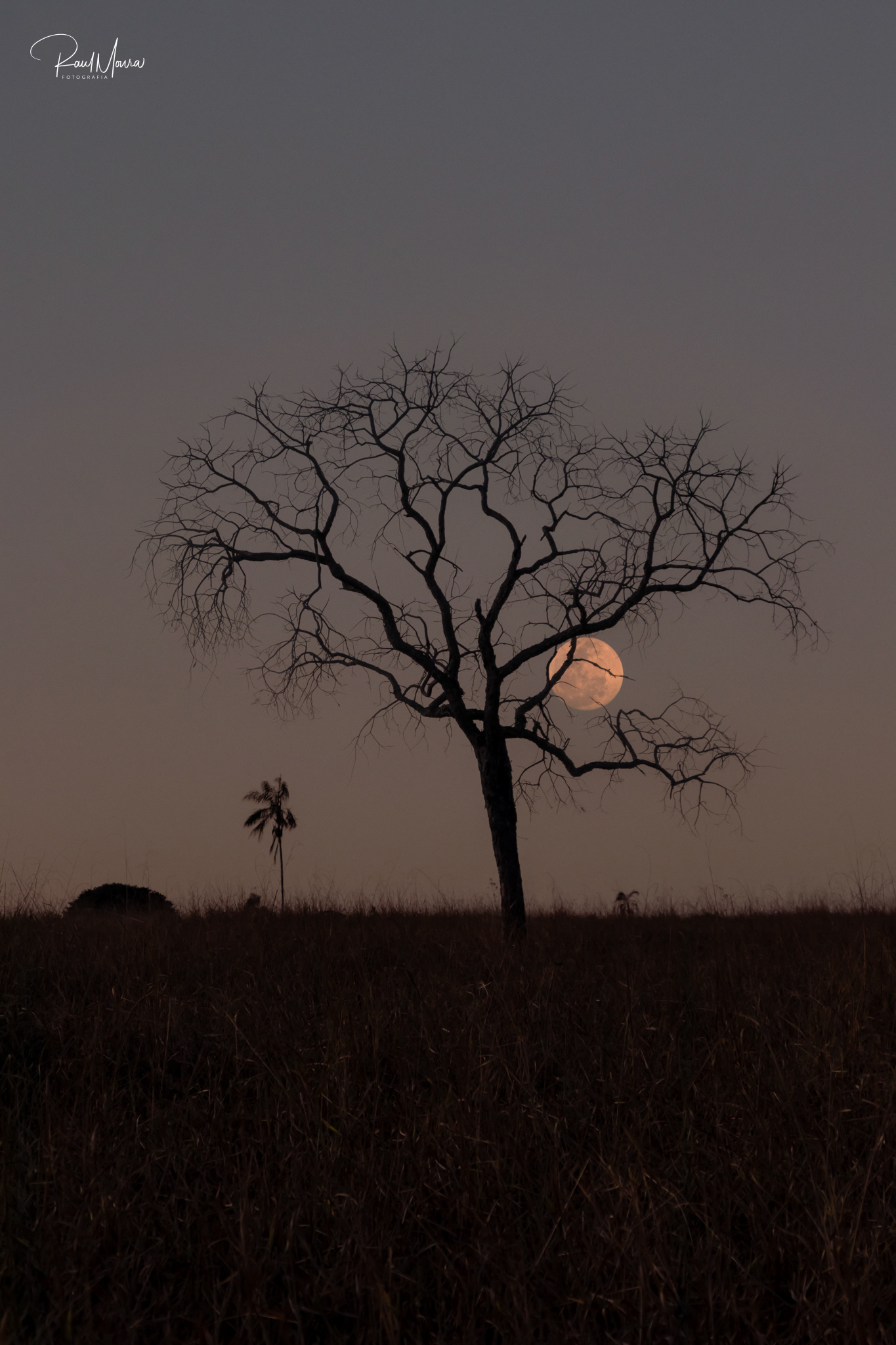 A árvore e a lua - 03.