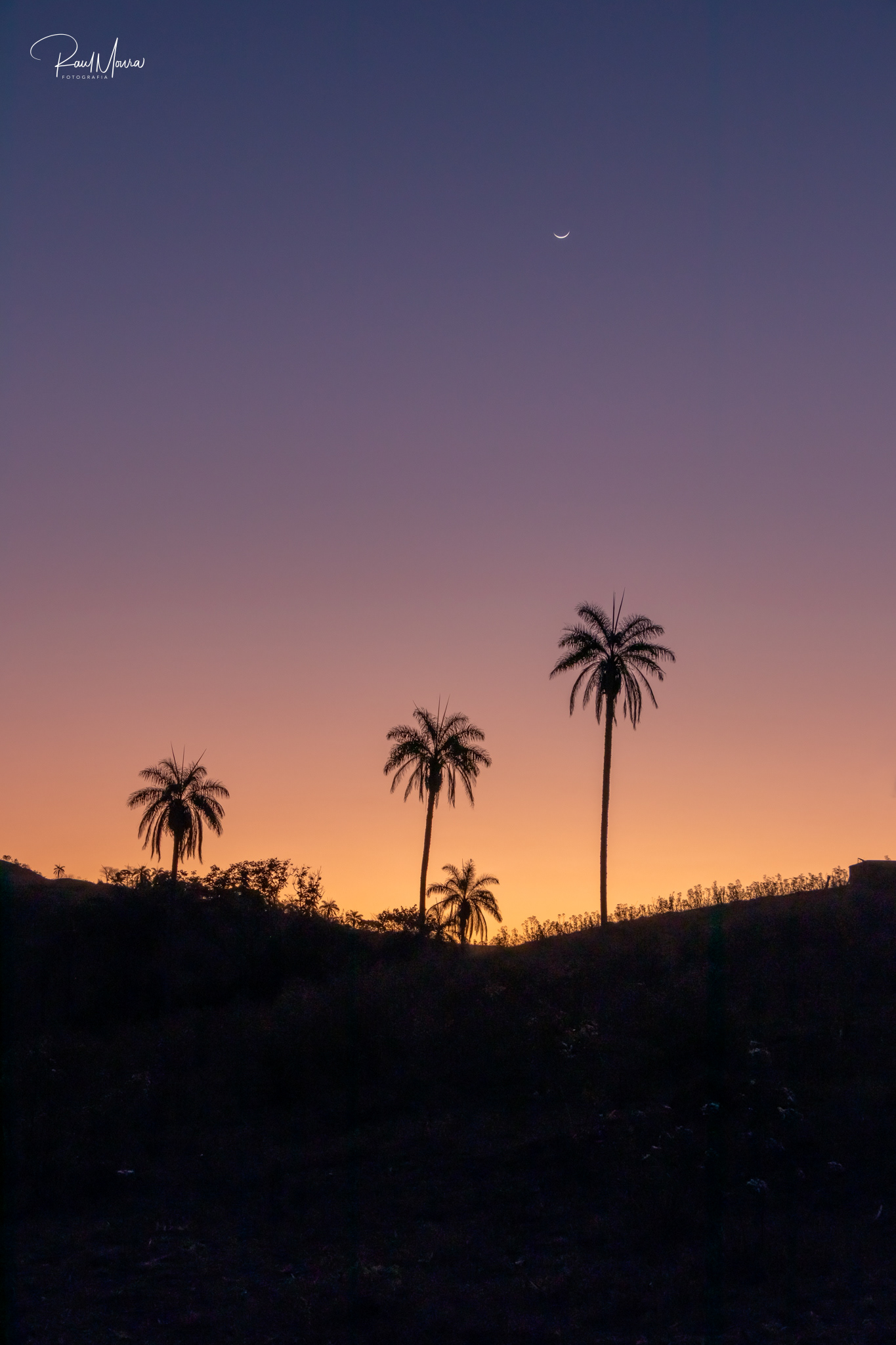 Palmeiras no campo com o crepúsculo - 04.