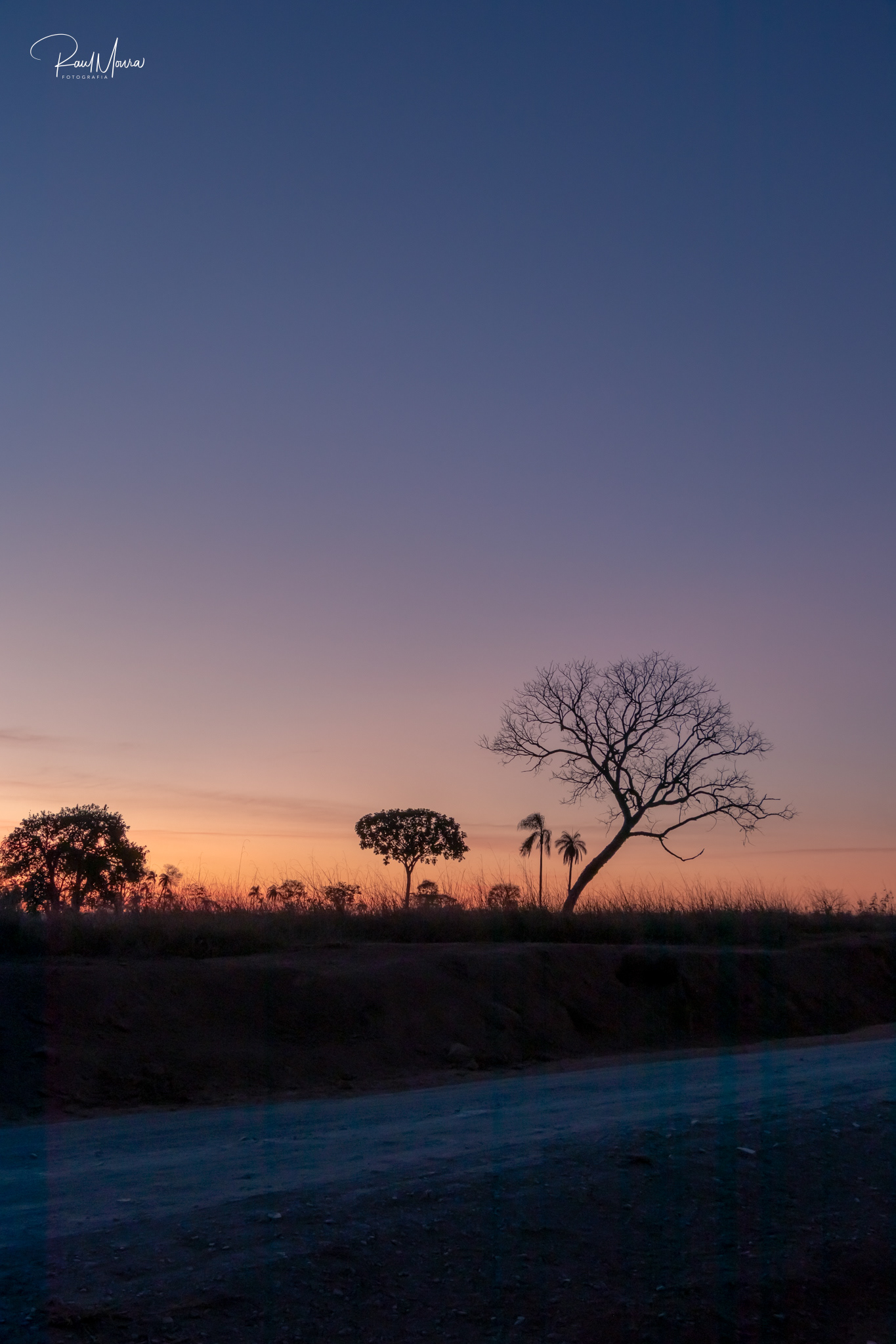 Árvores no campo à noite.