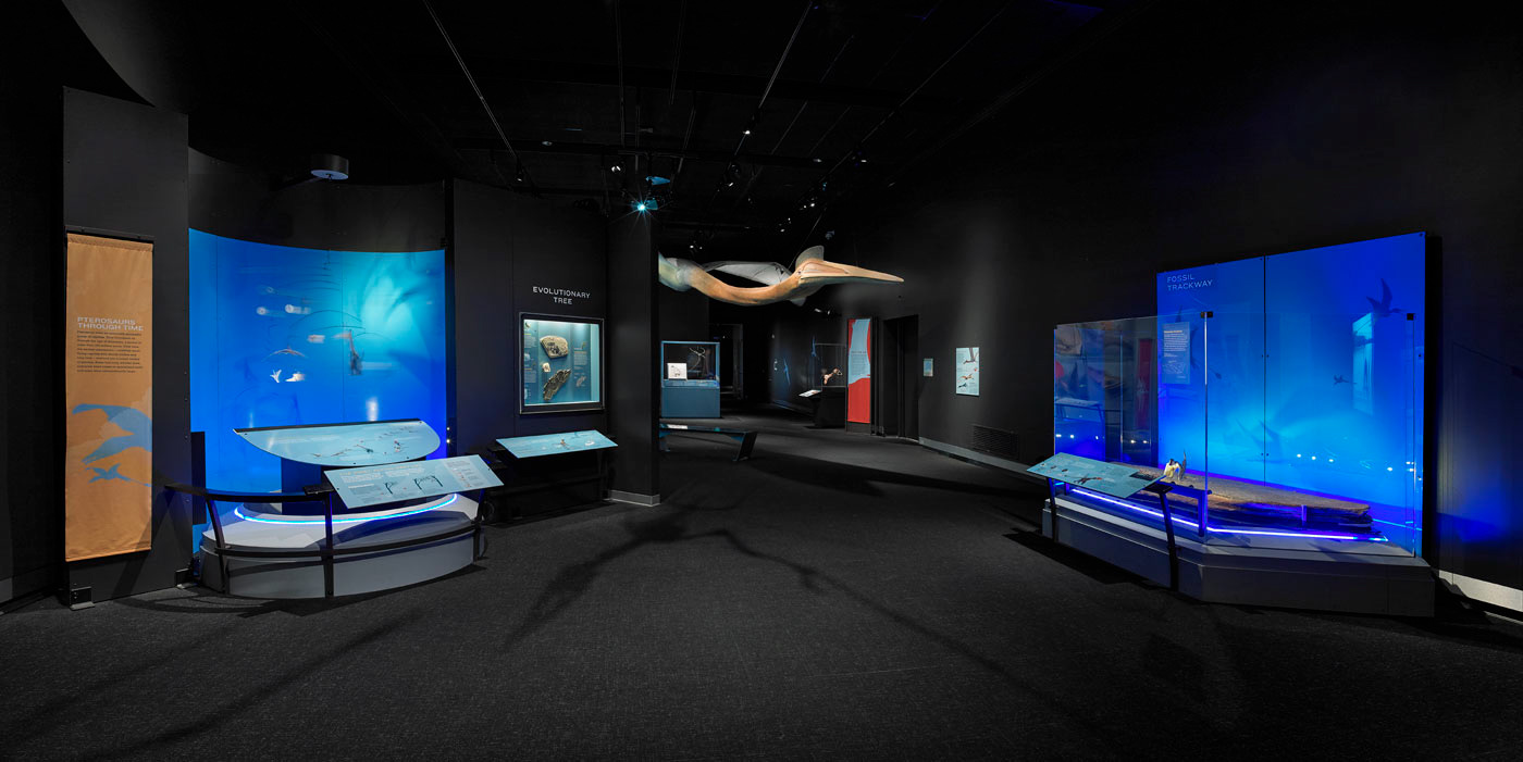 Pterosaurs - Natural History Museum L.A.