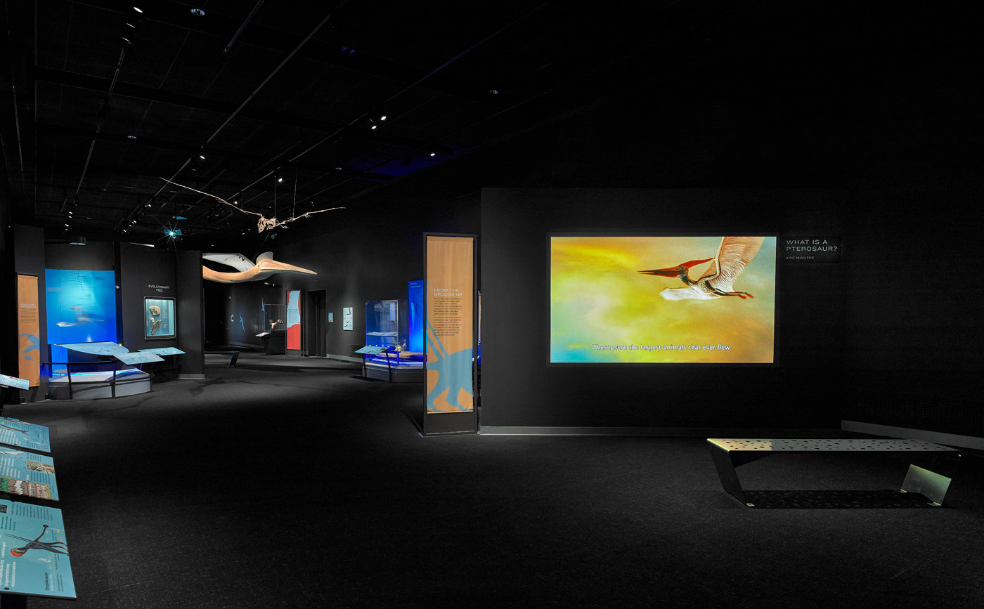 Pterosaurs - Natural History Museum L.A.