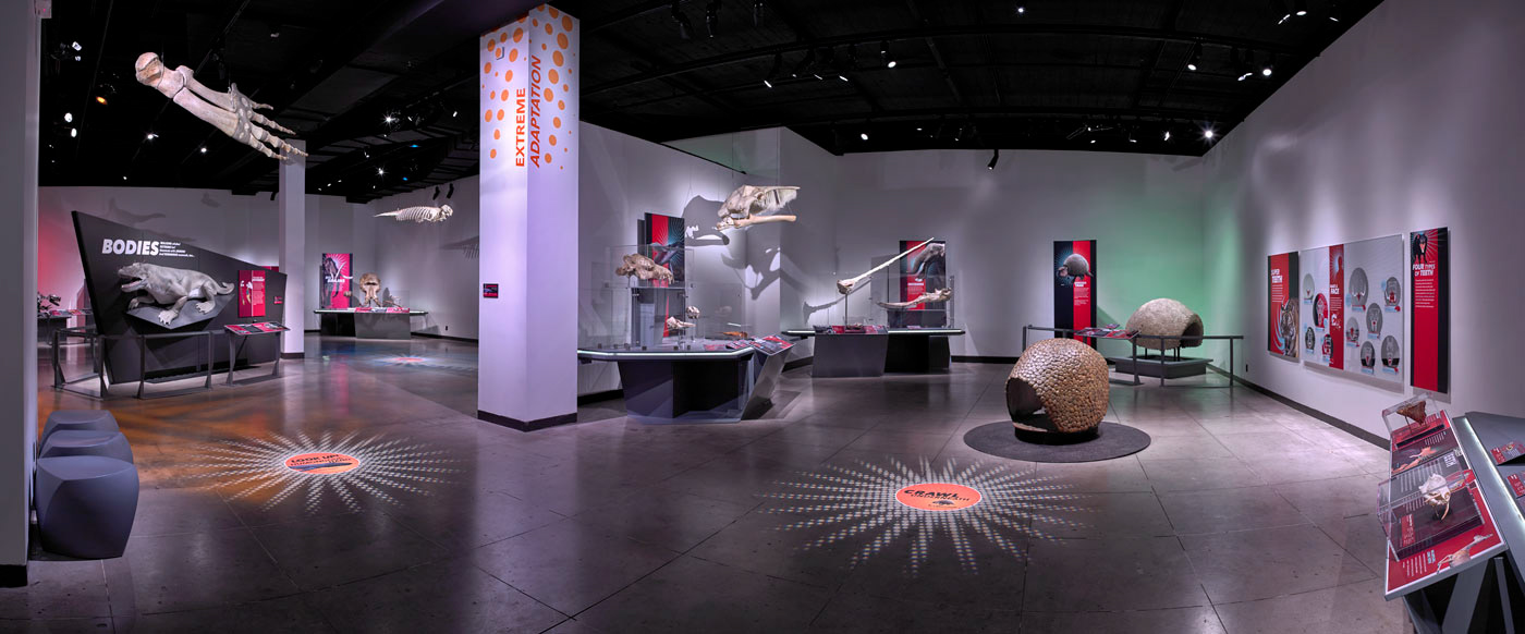 Extreme Mammals - Natural History Museum L.A.