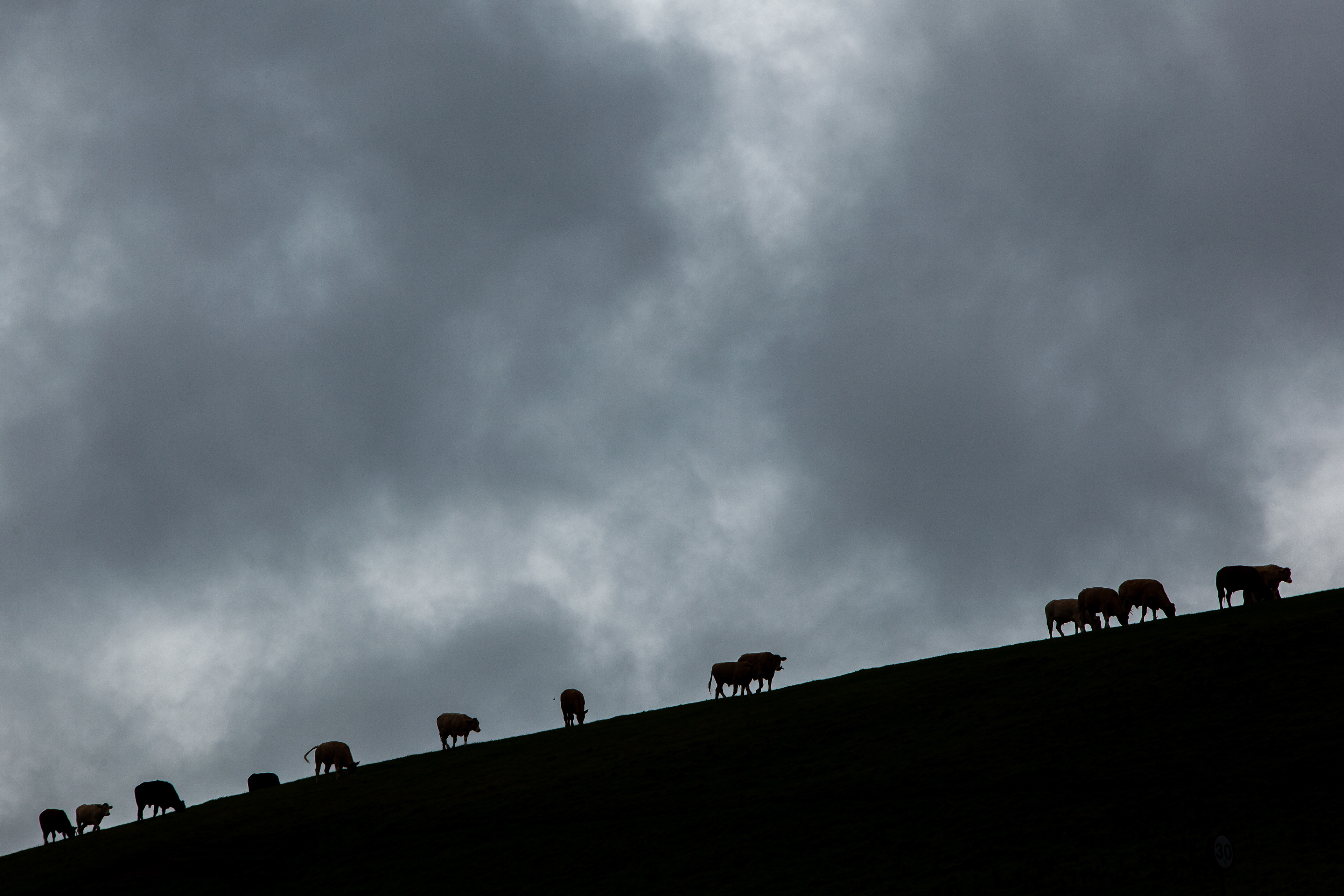 Grazing cows during a storm at Watergate Bay in Cornwall