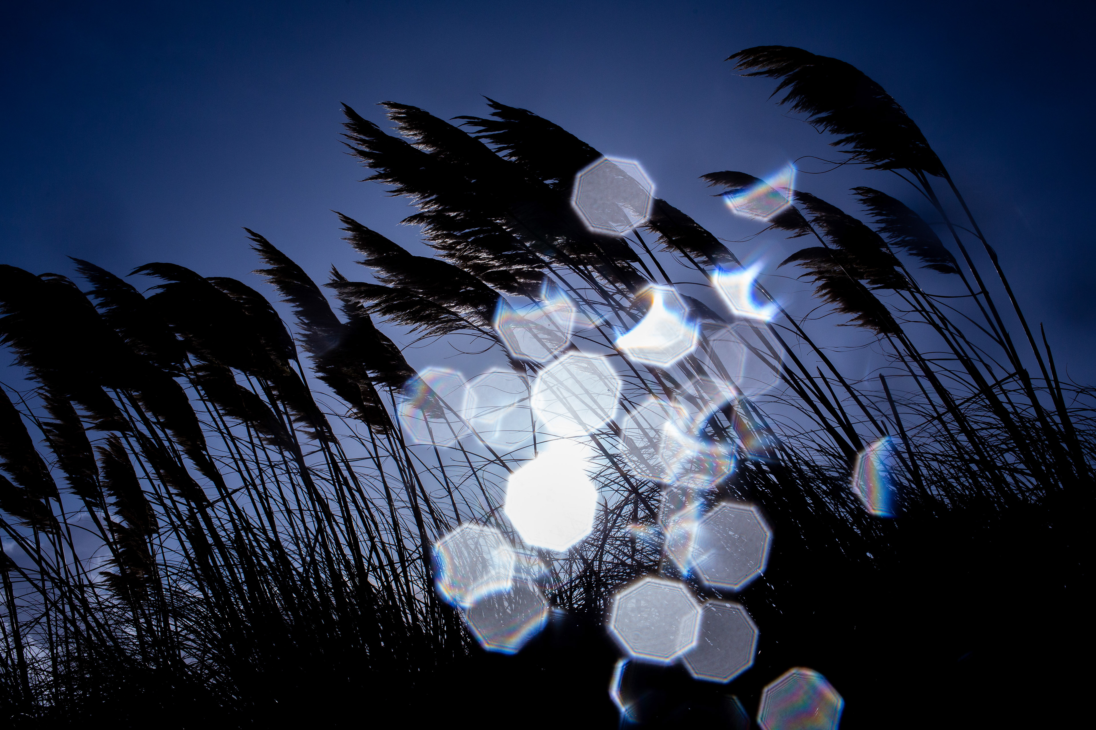 Grasses sway in the wind after a rain storm, Bournemouth