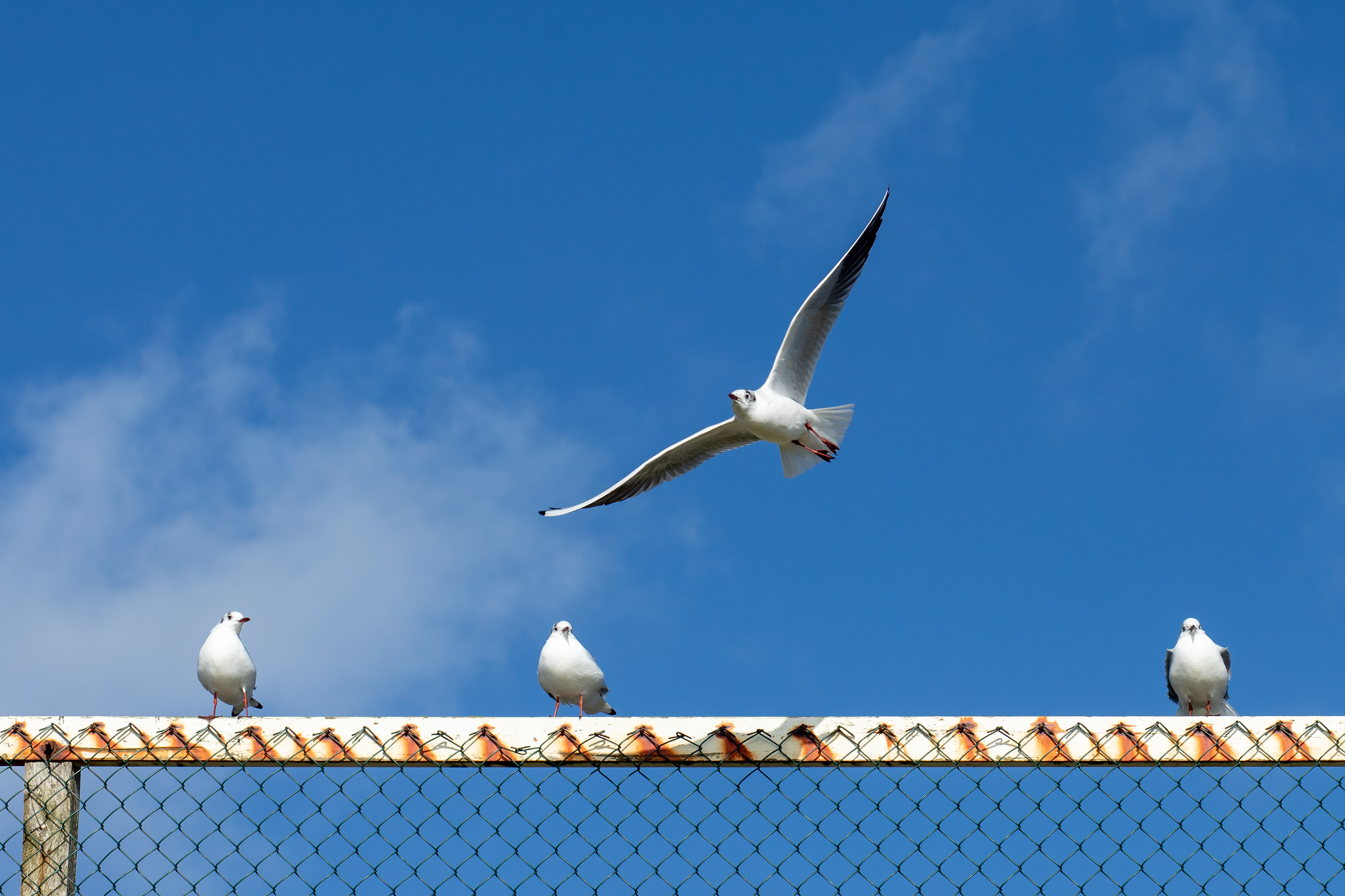 Seagulls at Fisherman's Walk in Bournemouth