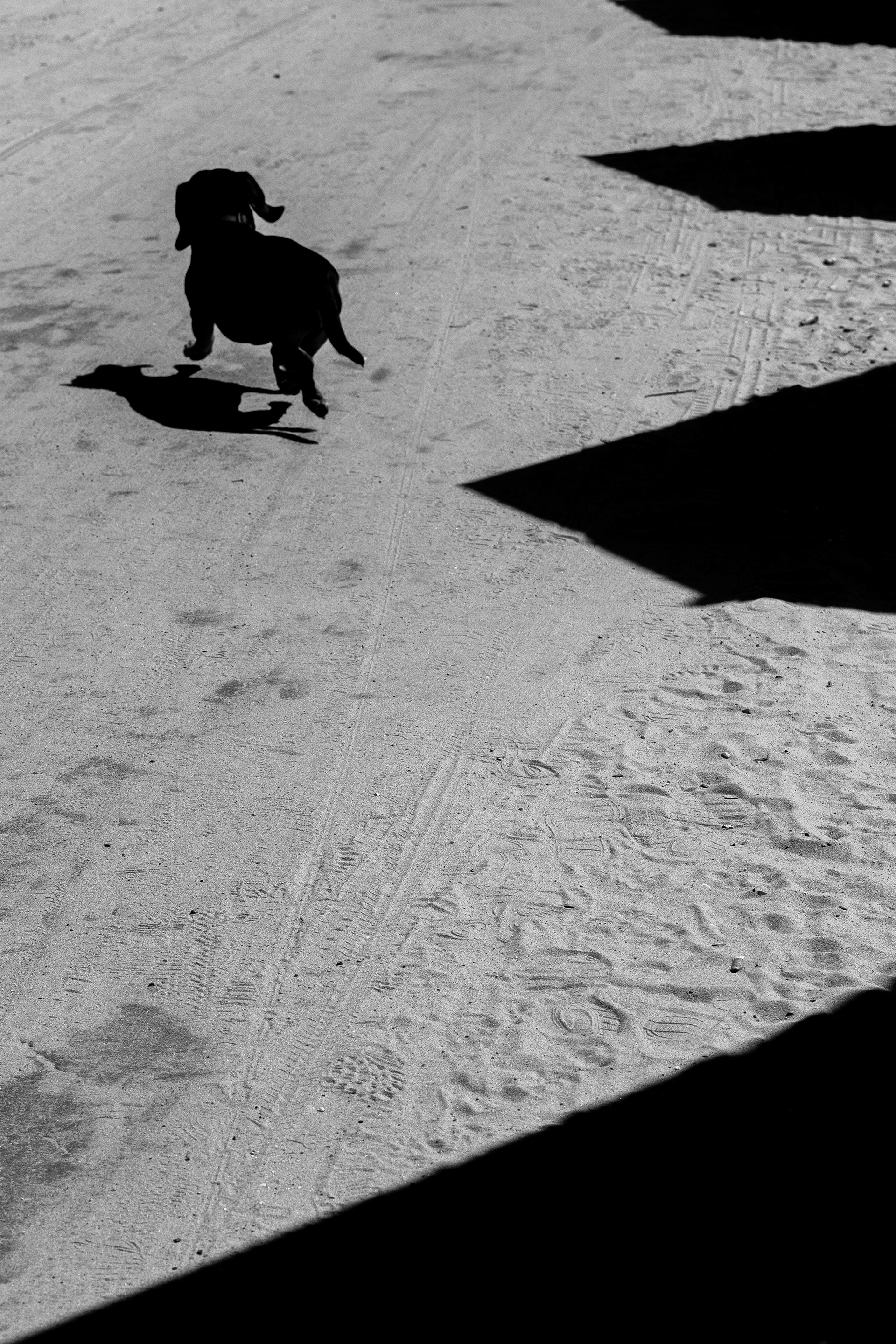 Dog walks along the prom at Fisherman's Walk after a major storm