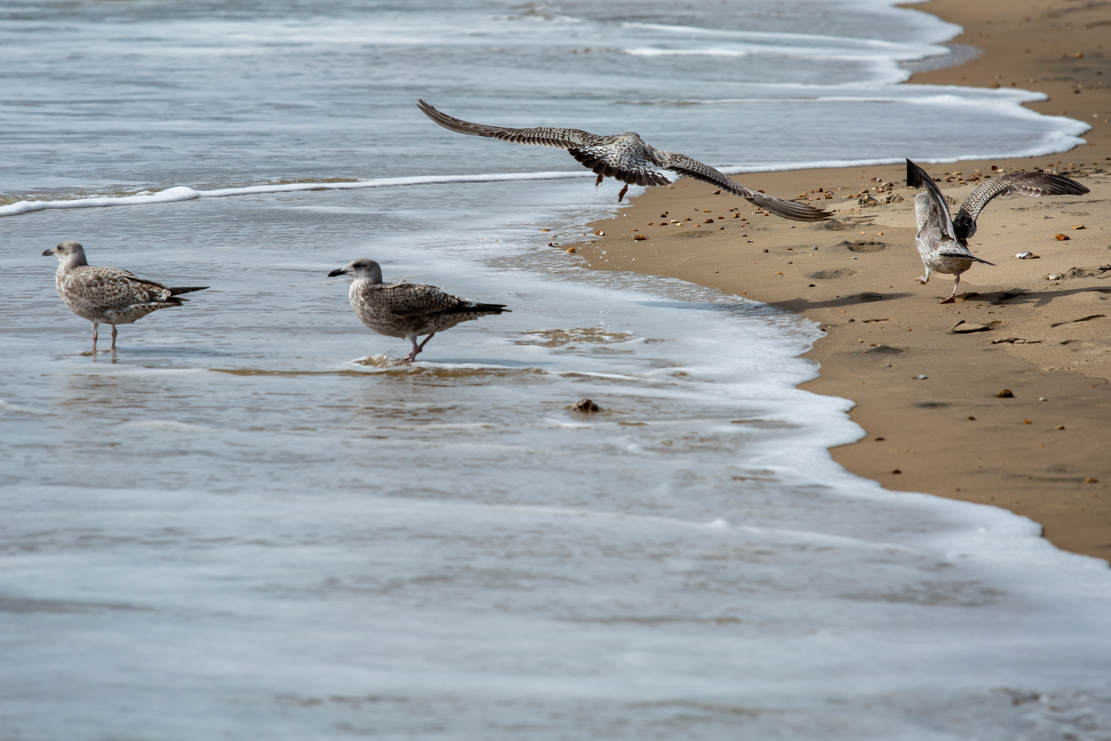 Seagulls on the beach at Fisherman's Walk in Bournemouth 