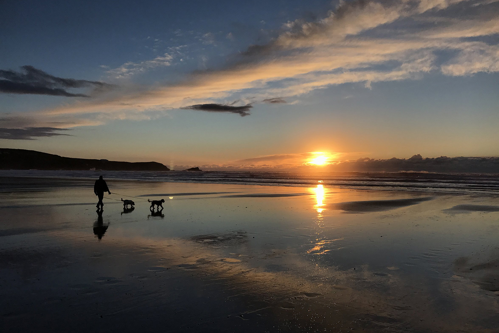 Man walking dogs at Newquay in Cornwall