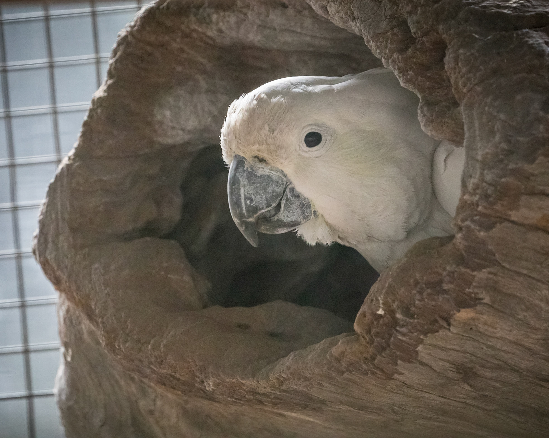 Flying High Bird Sanctuary