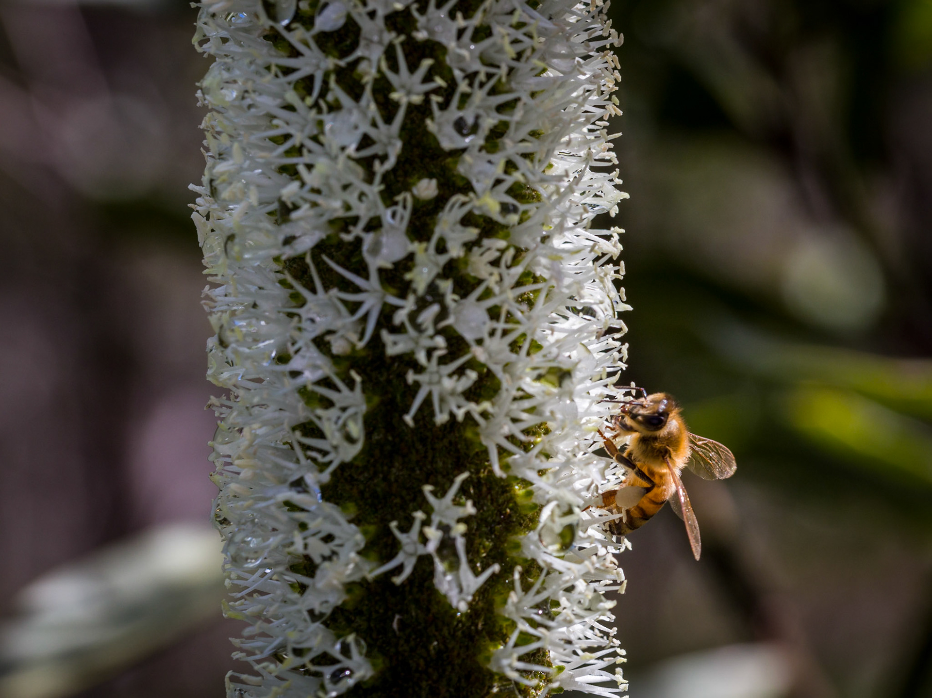 Honey bee on Xanthorrhoea flower spike