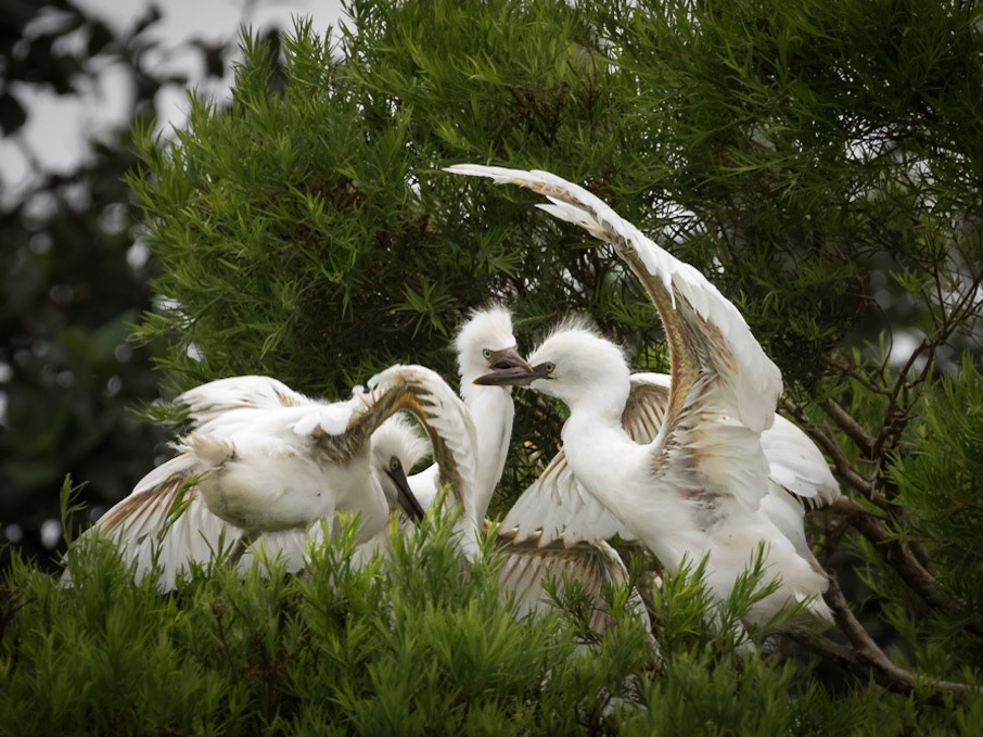 Sparring cattle egret chicks, in the nest waiting for their next feed.