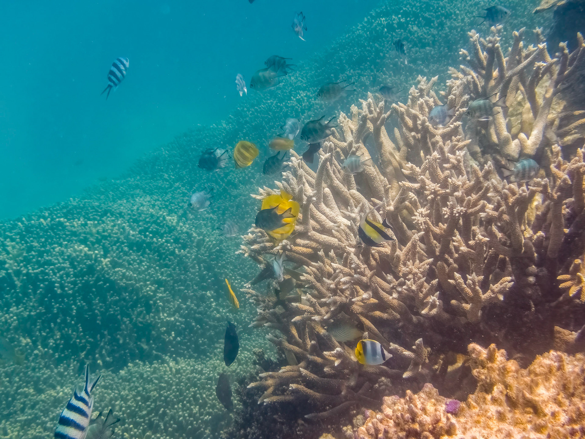 Coral reef in the Lady Musgrave Island lagoon