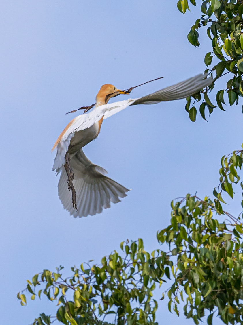 Cattle Egret