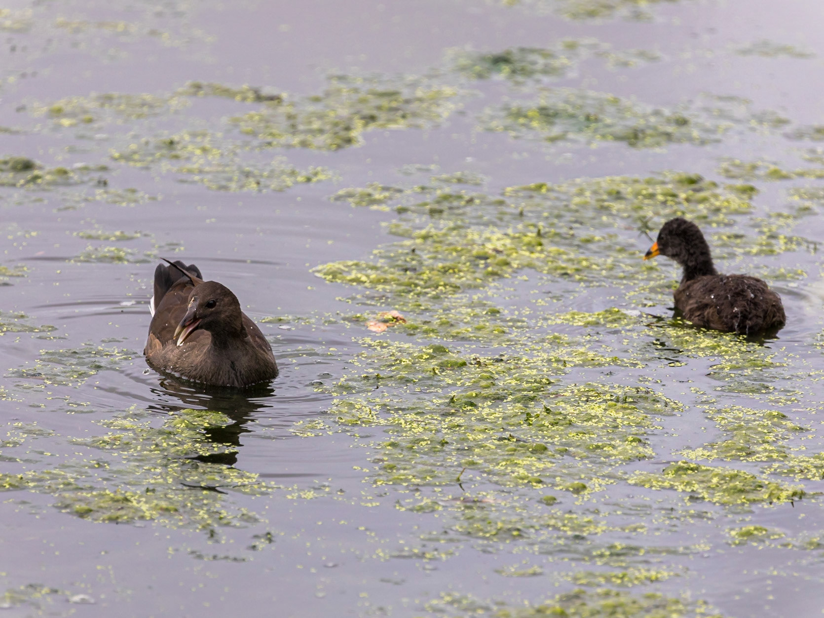 Juvenile Dusky Moorhen and chick