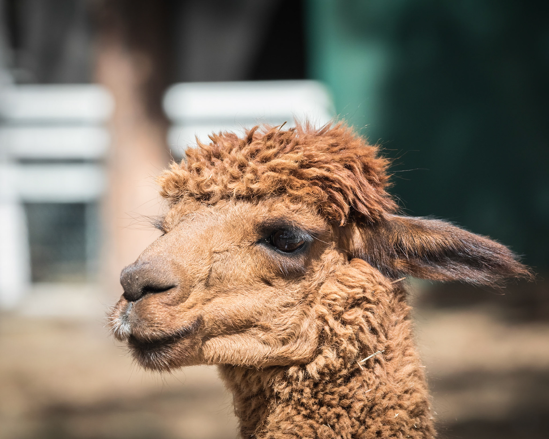 Flying High Bird Sanctuary