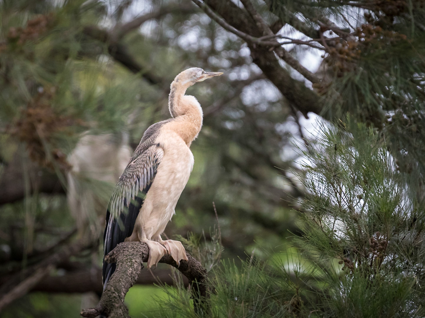 Australasian Darter