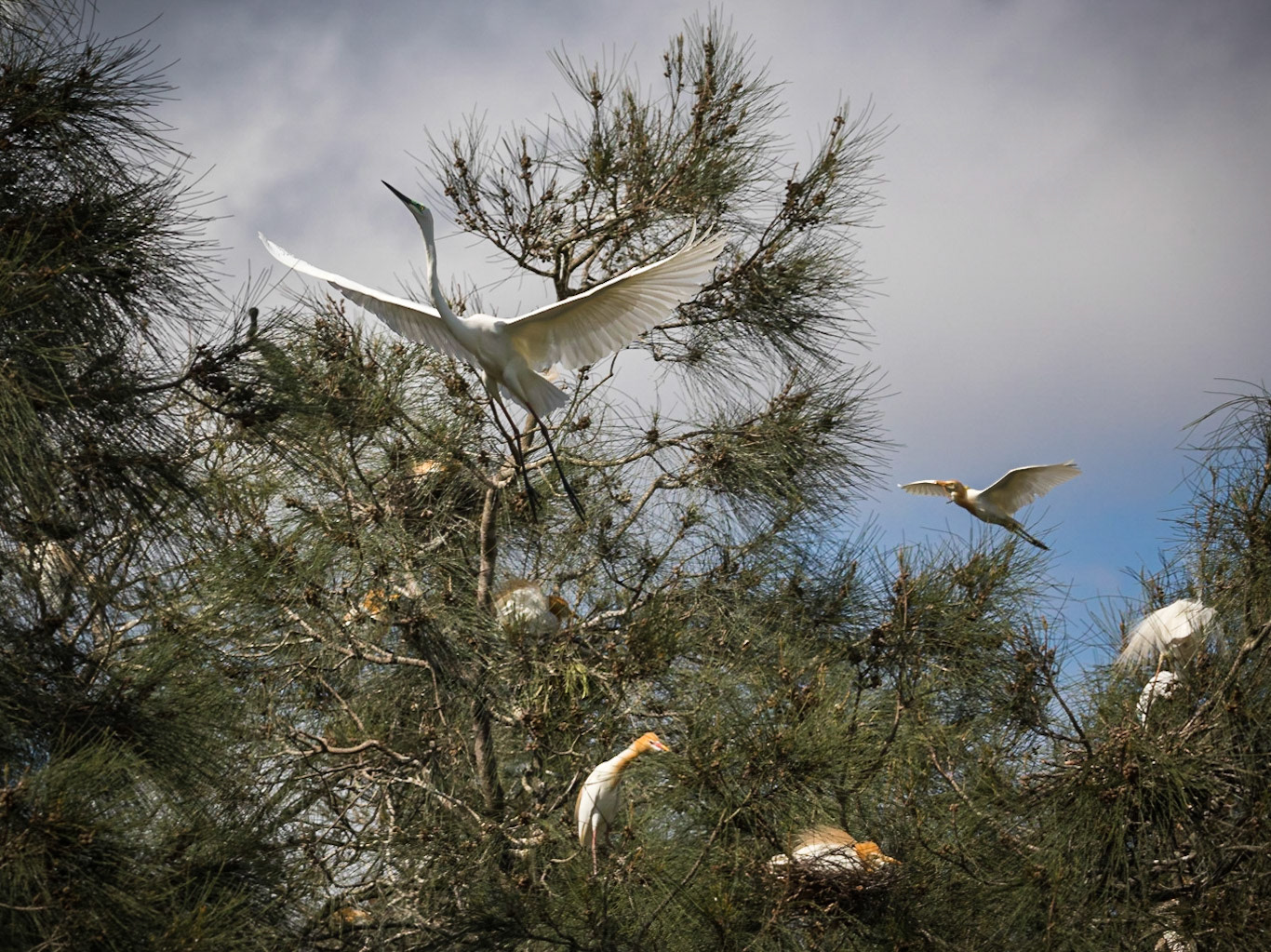Eastern Great Egrets and Cattle Egrets sharing a nesting tree