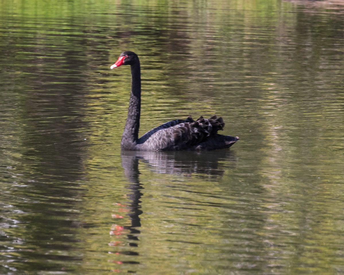 Baldwin Swamp Environment Park