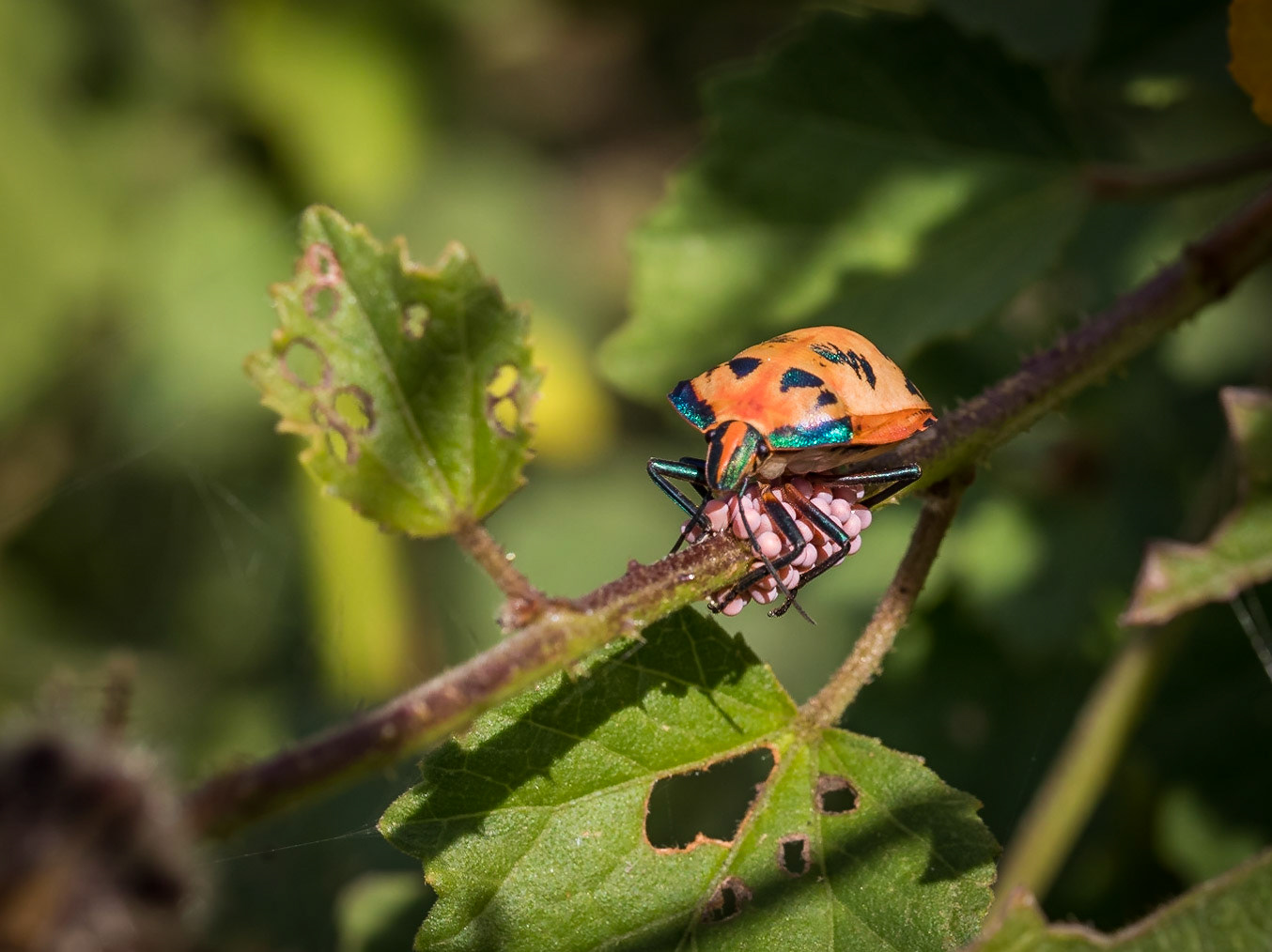 Harlequin Beetle with eggs