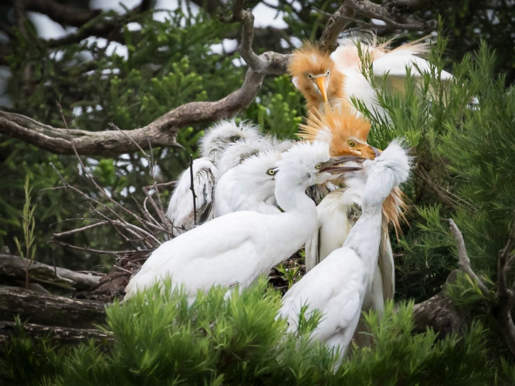 Adult cattle egret feeding chicks in the nest