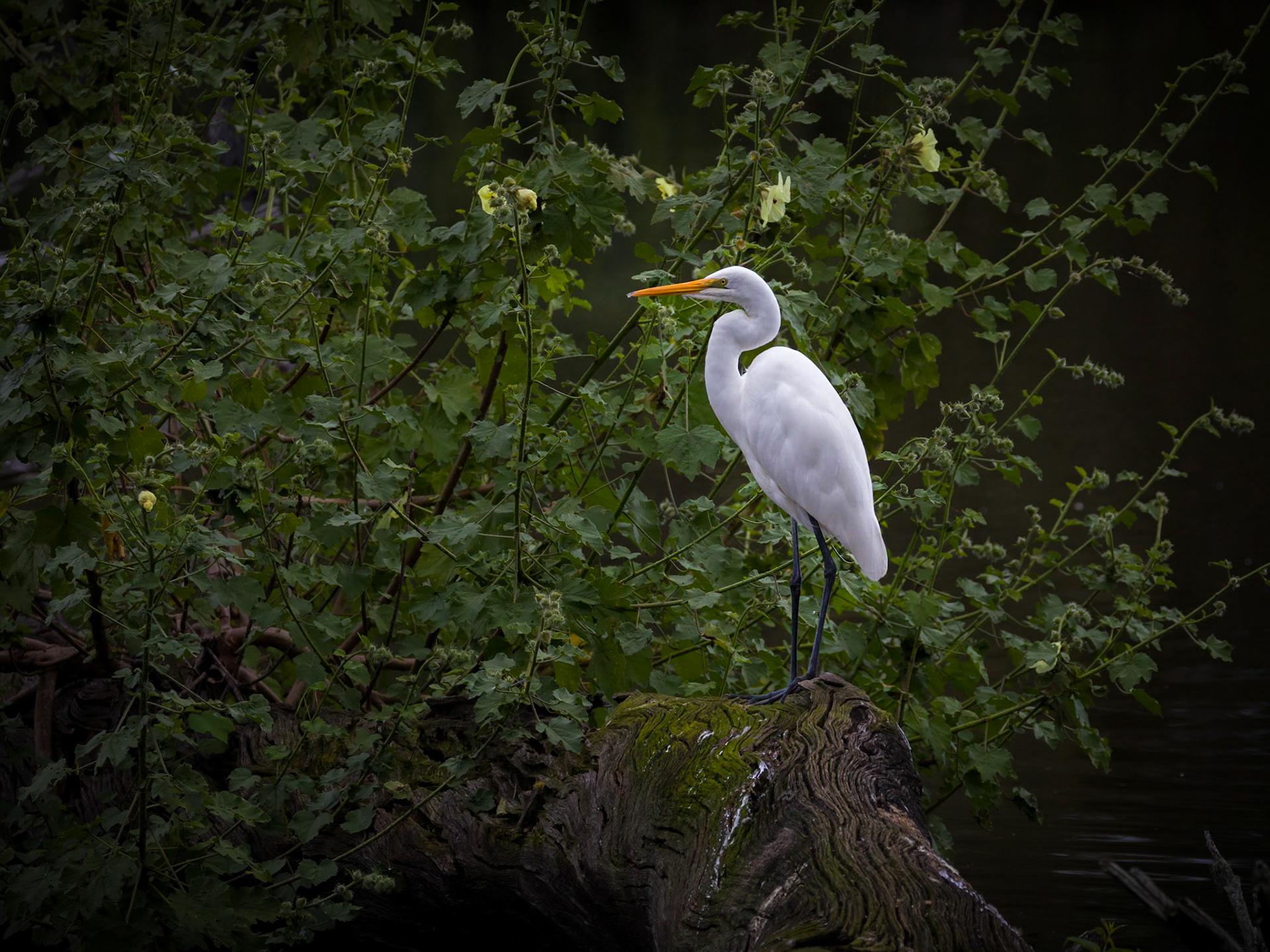 Great Egret