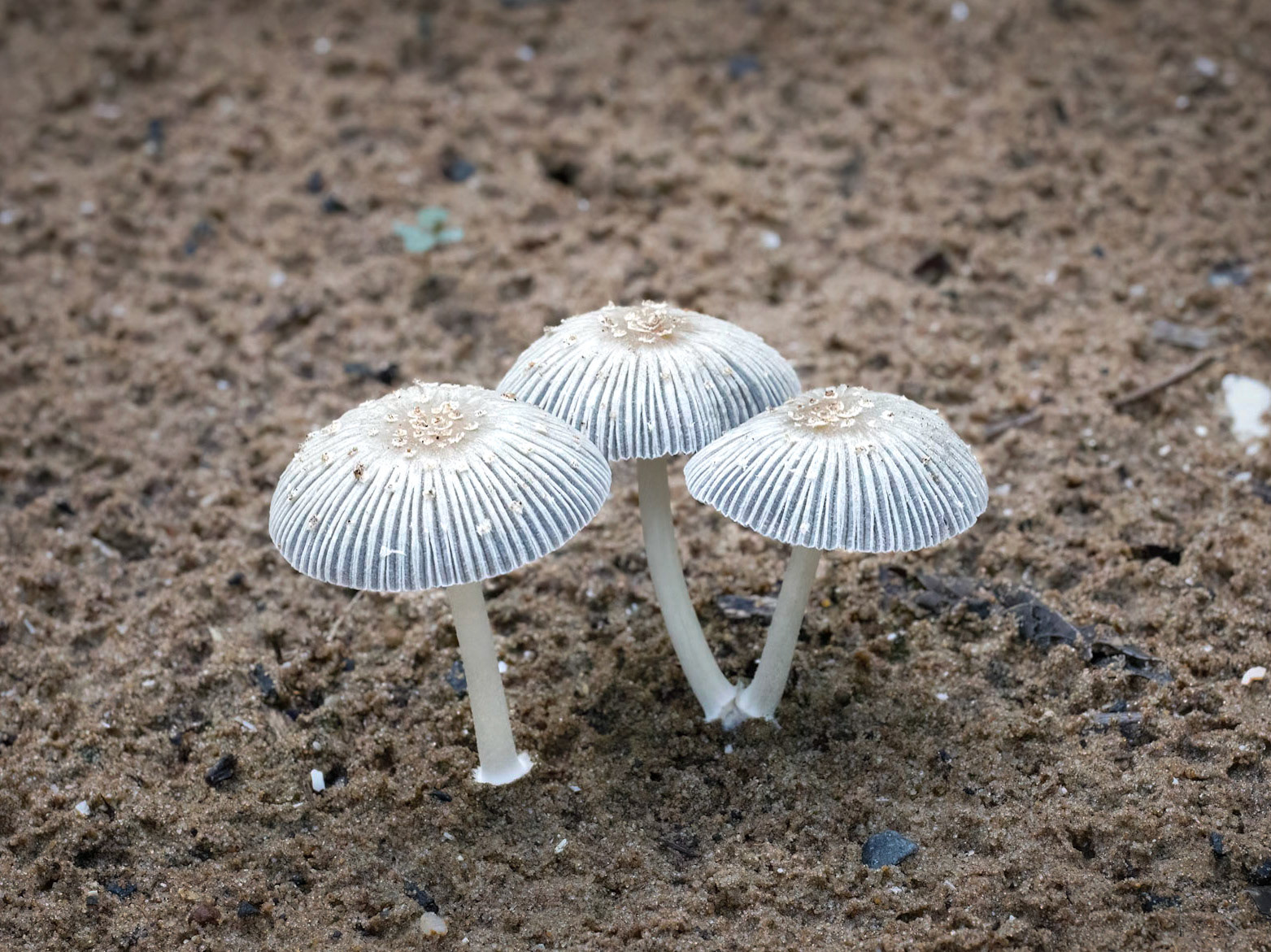 Along the path to Dundowran Beach