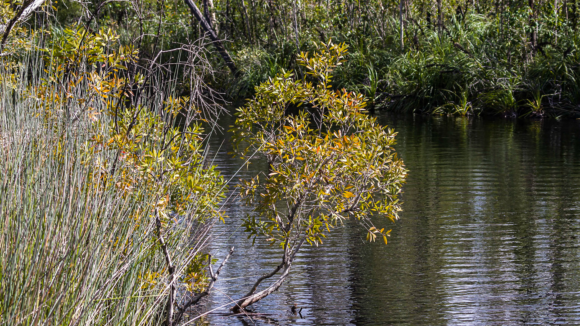 Passing through the Noosa Everglades