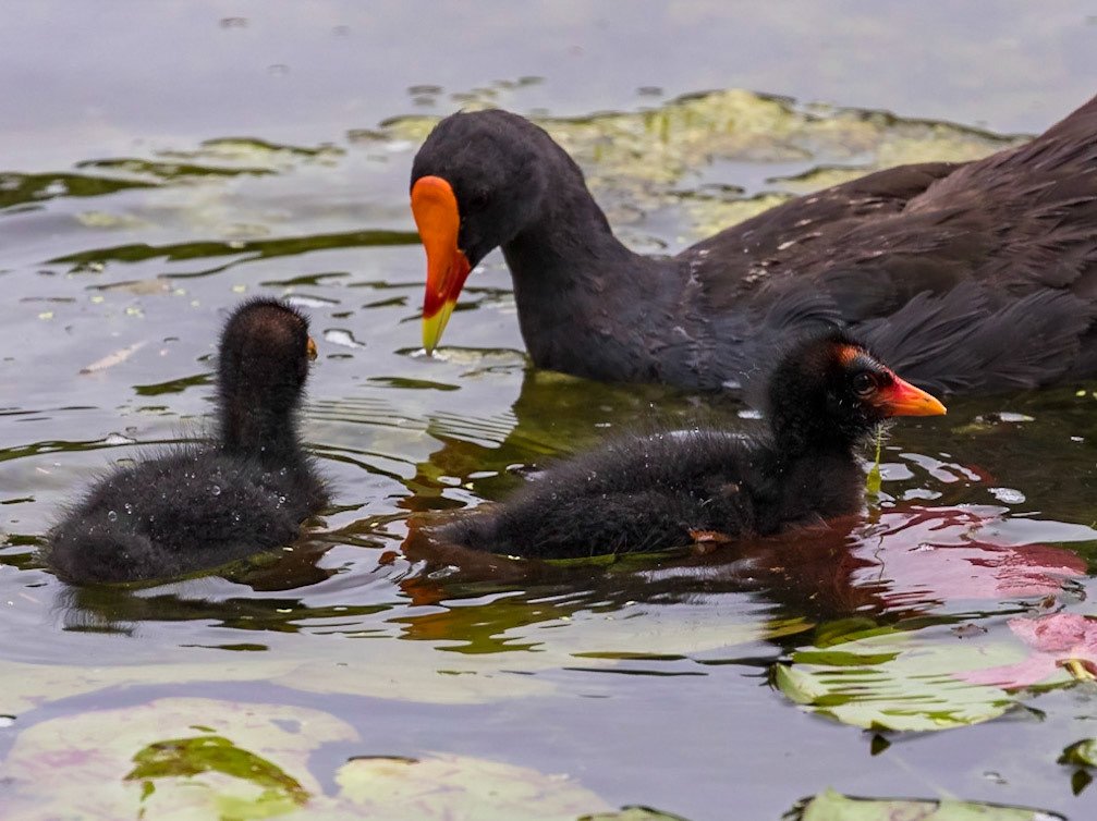 Dusky Moorhen family