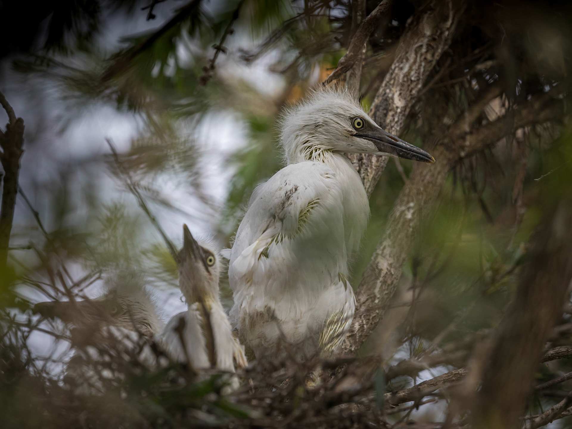 Cattle egret chicks
