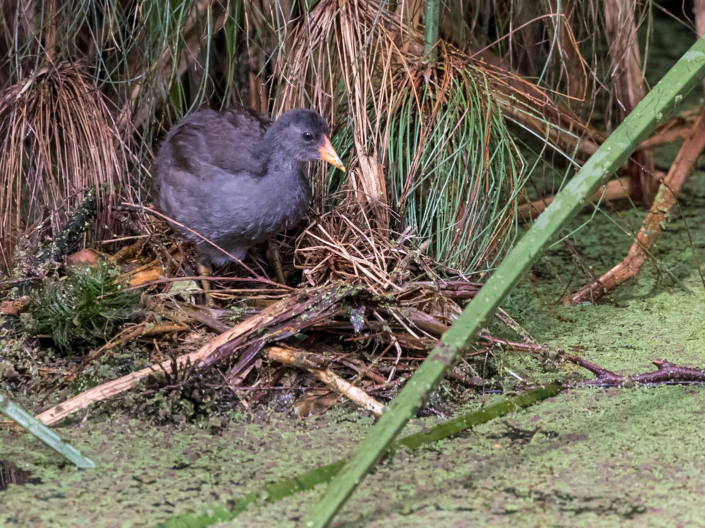 Swamp hen chick on nest