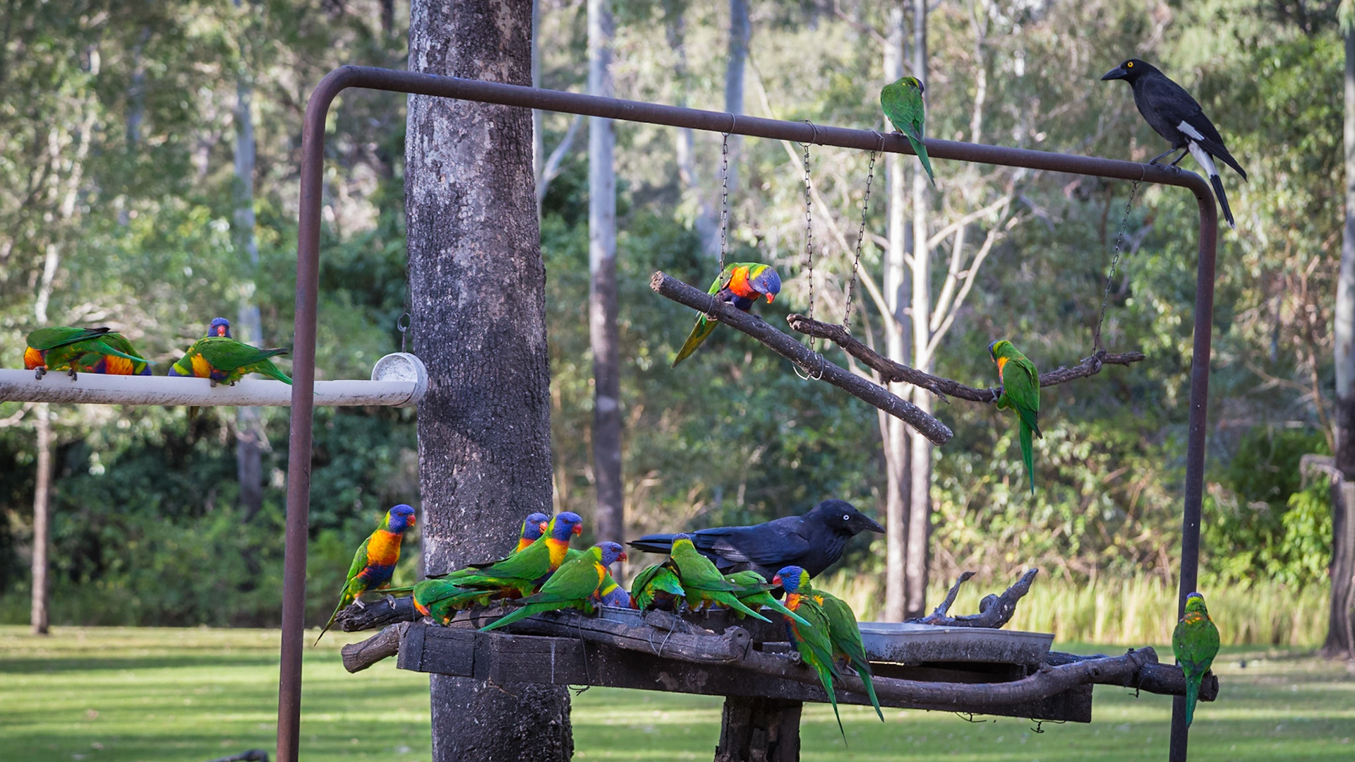 Bird Feeding Time; Cania Gorge Caravan Park
