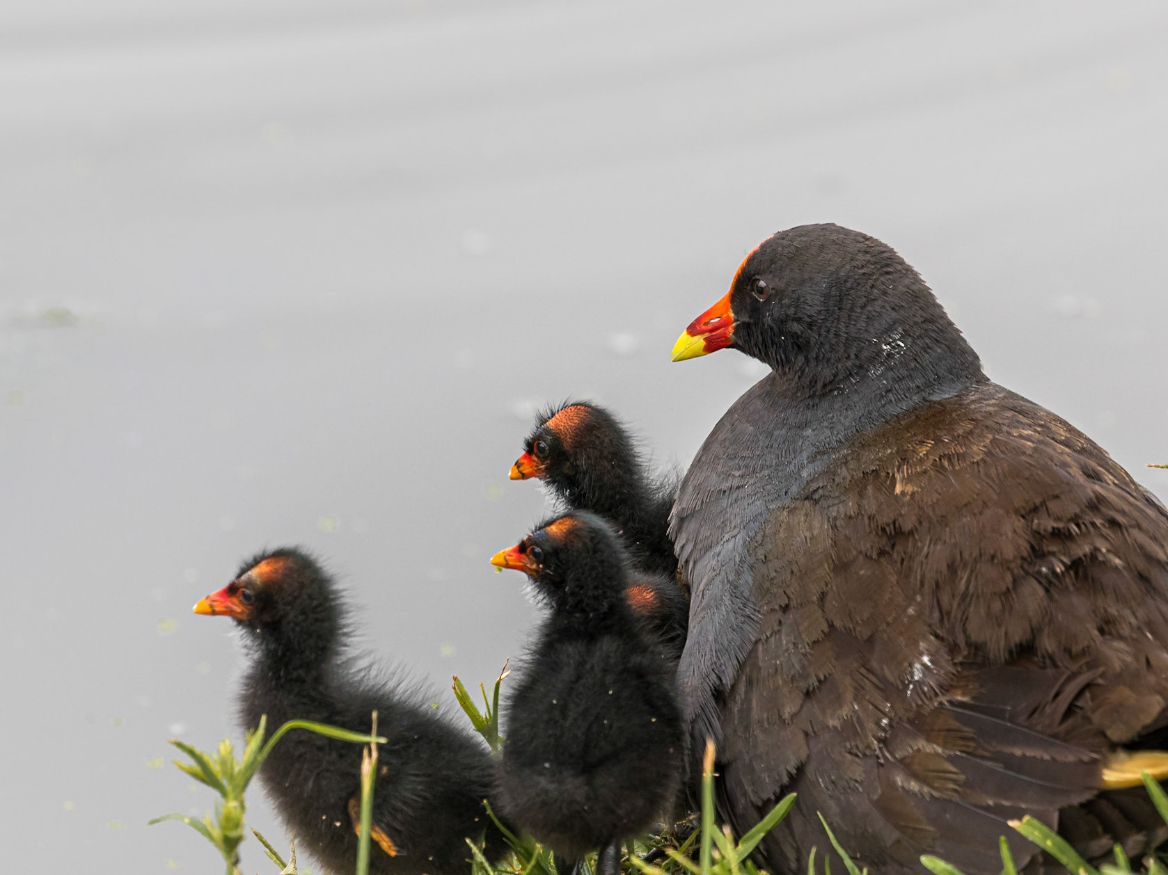 Dusky Moorhen family