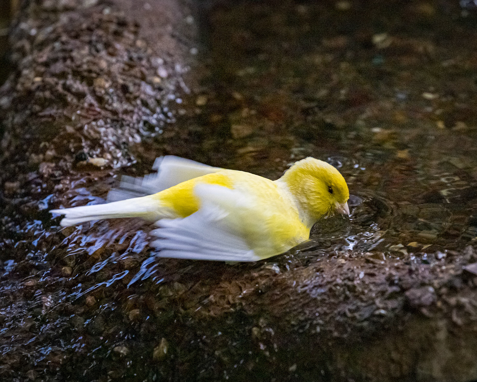 Flying High Bird Sanctuary
