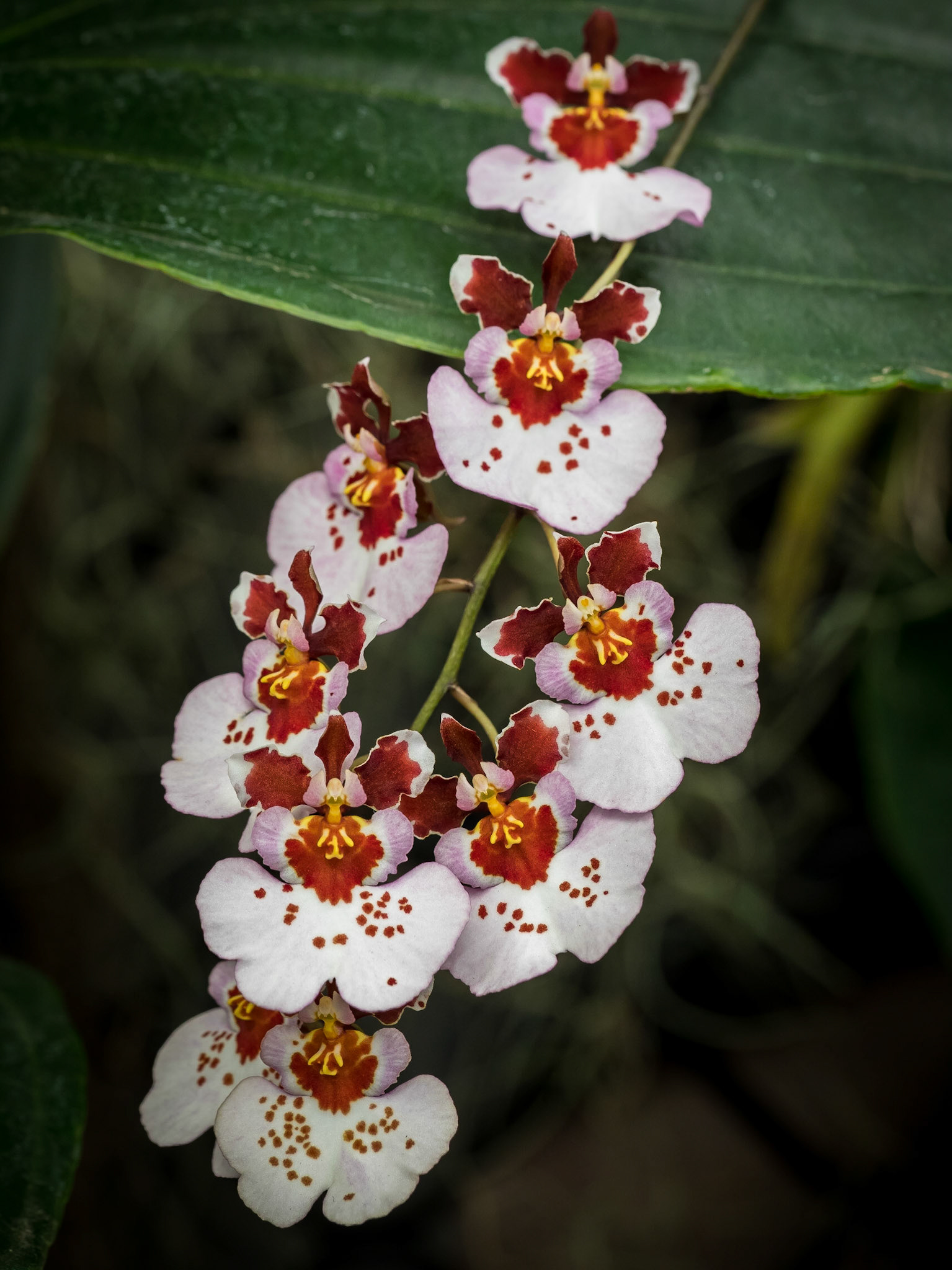 In the Orchid House, Hervey Bay Botanic Gardens