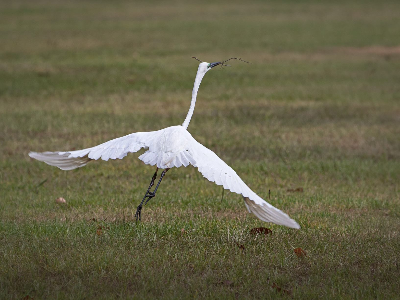 Eastern Great Egret taking off with a stick for nest making